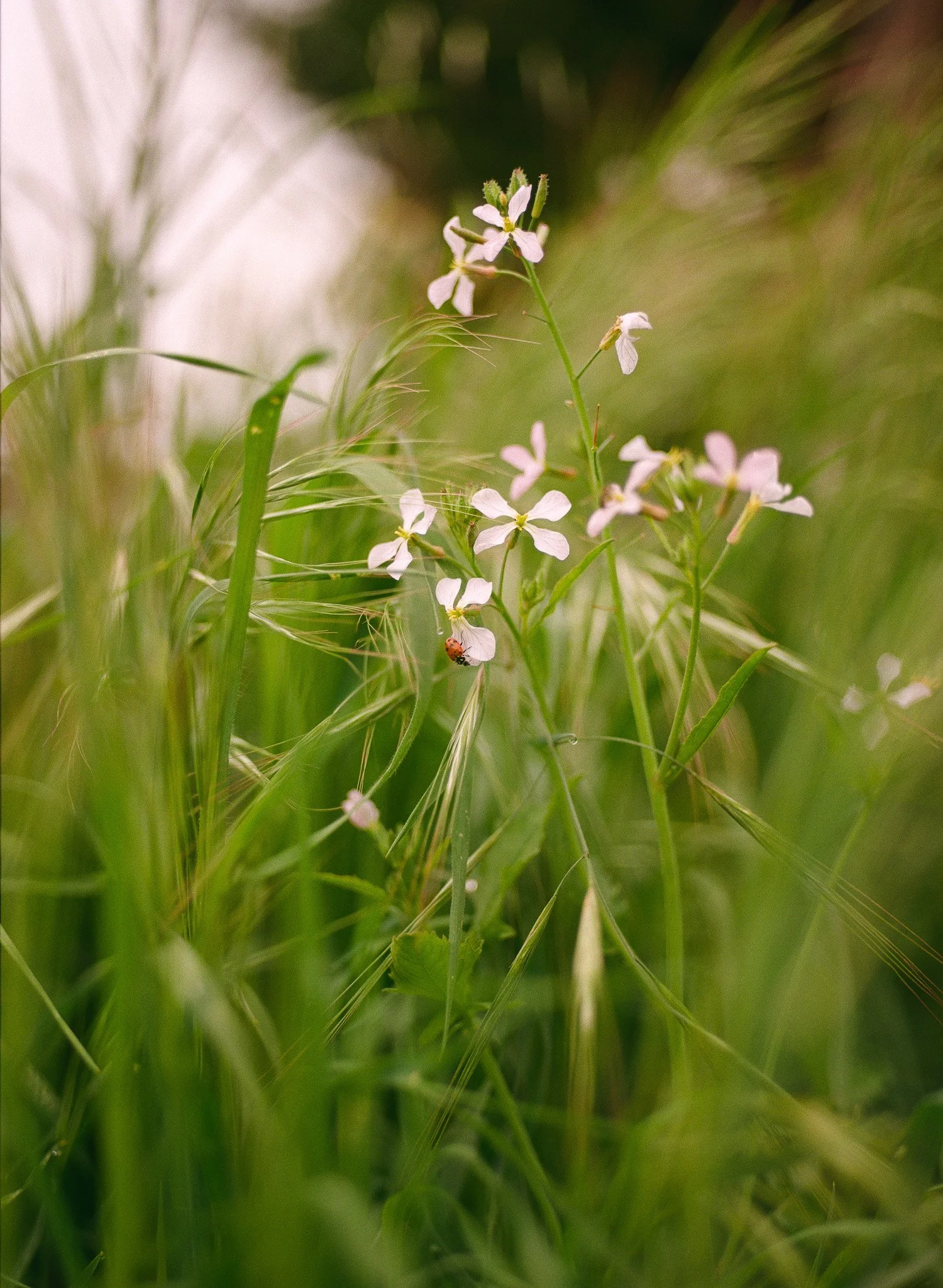 250417 Film Medium Format Sebastopol Retreat 7.jpg