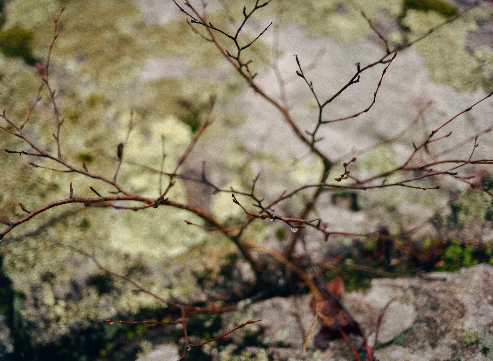 250401 Film Upstate Medium Format 4.jpg