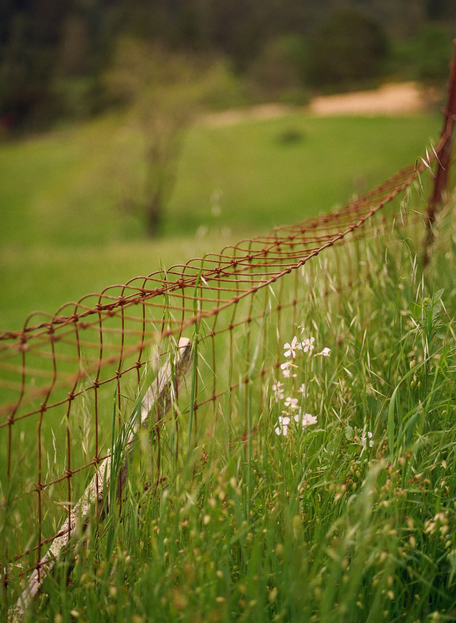 250417 Film Medium Format Sebastopol Retreat 10.jpg