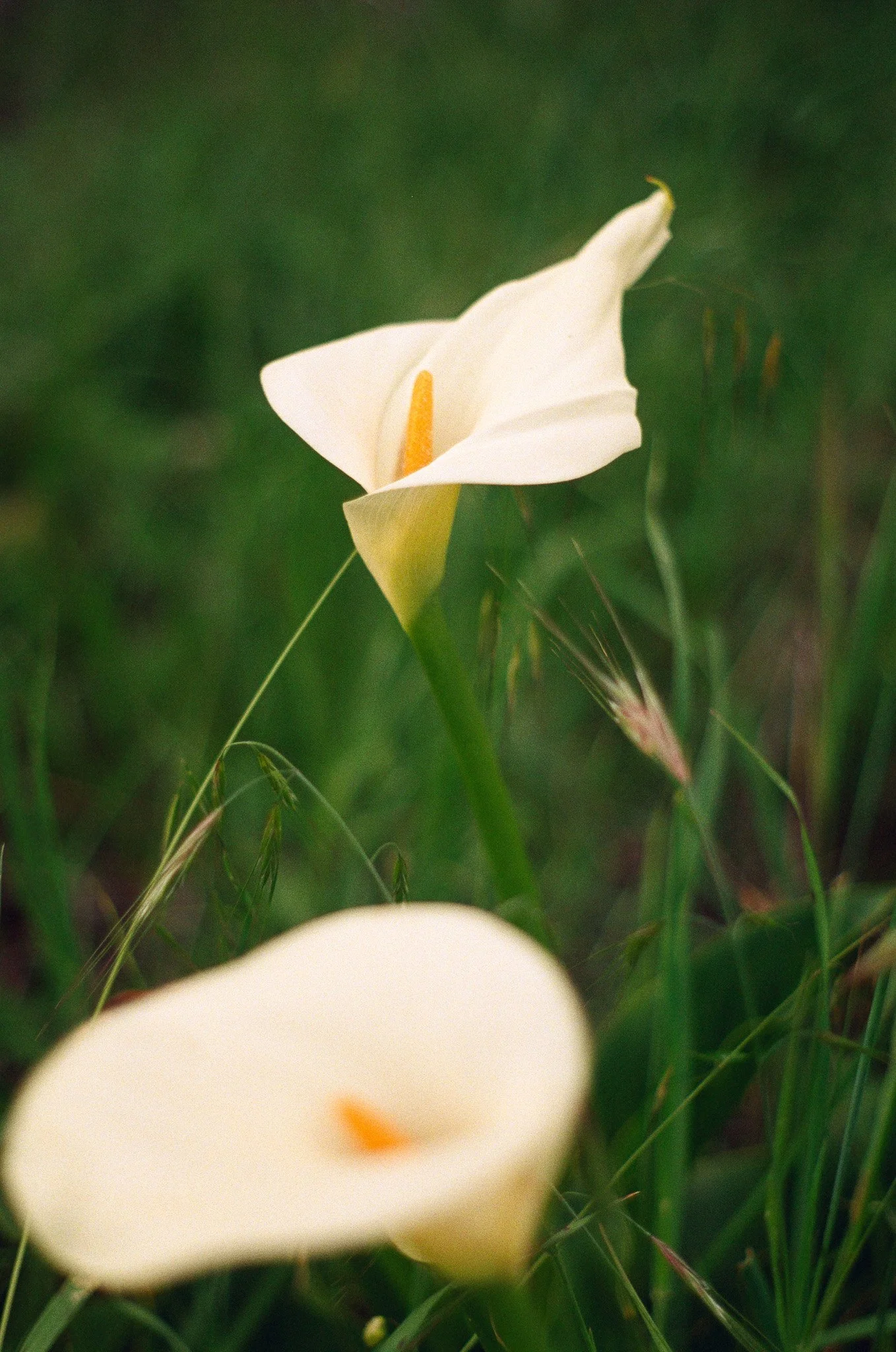 250417 Film Sebastopol Retreat 21.jpg