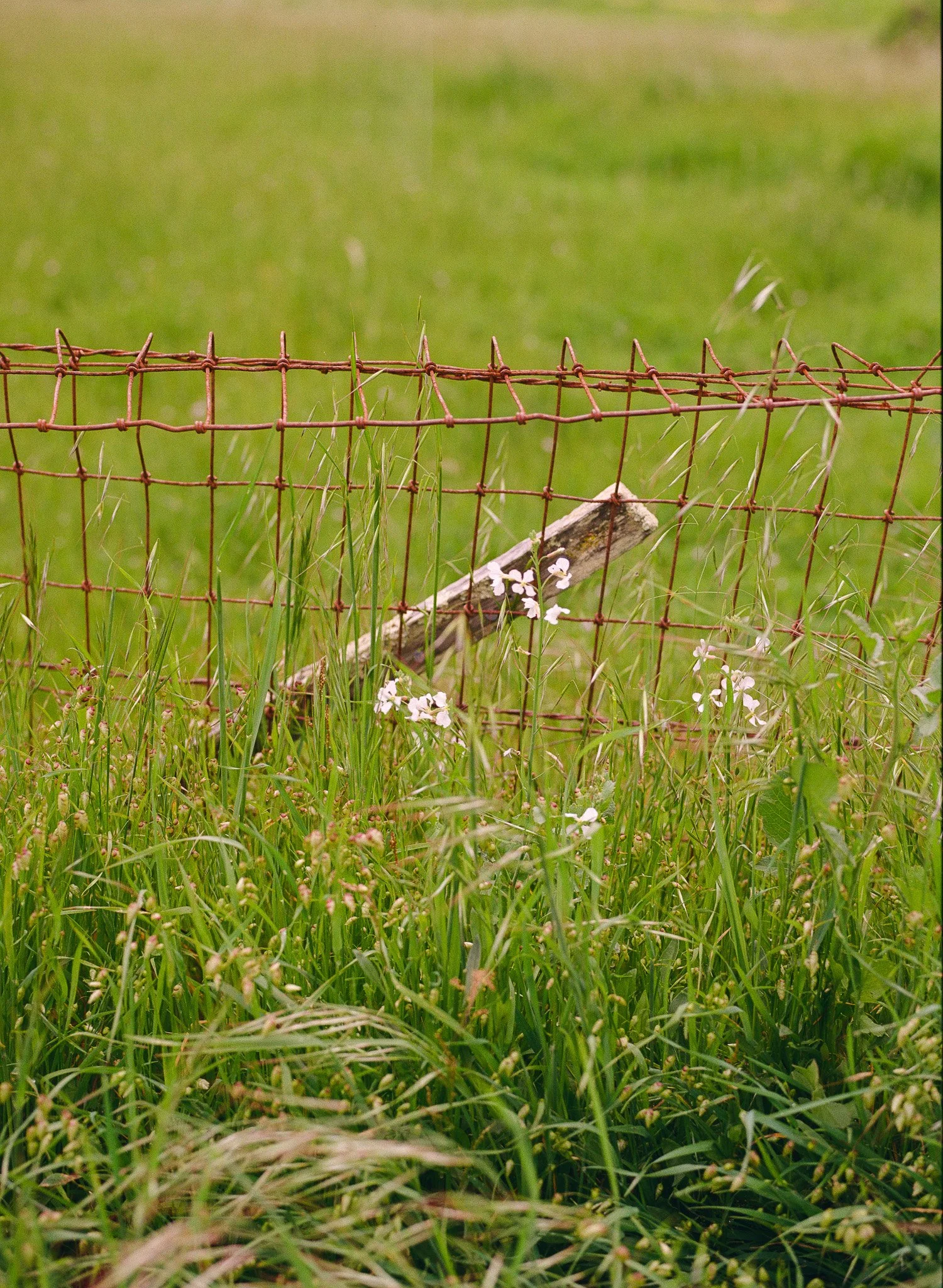 250417 Film Medium Format Sebastopol Retreat 5.jpg