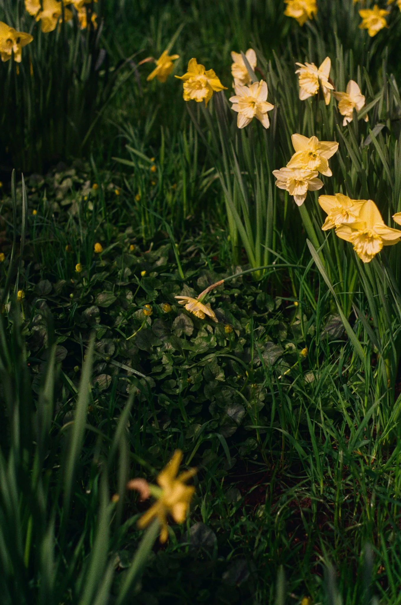 250406 Film Botanical Gardens 9.jpg