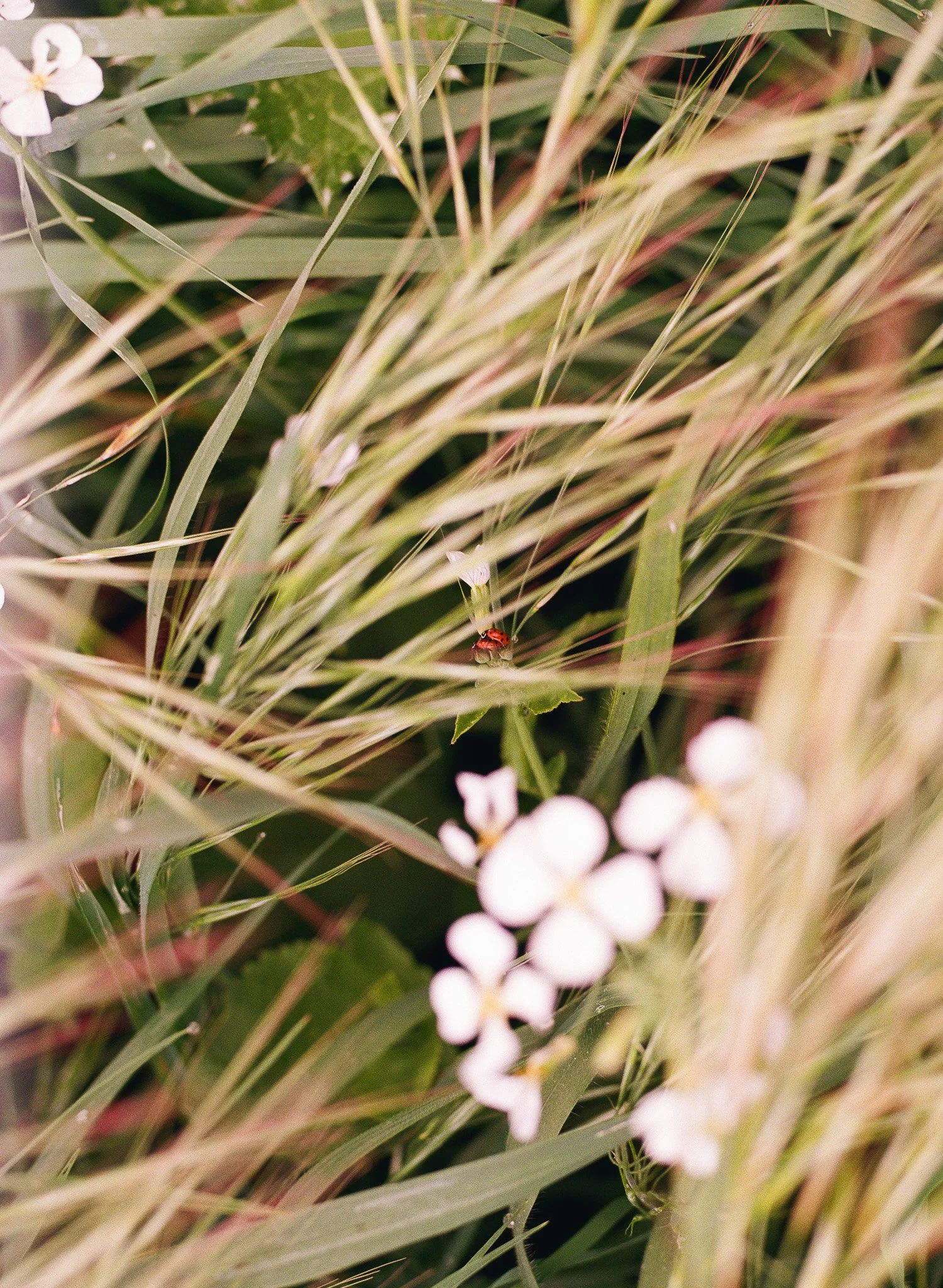 250417 Film Medium Format Sebastopol Retreat 1.jpg