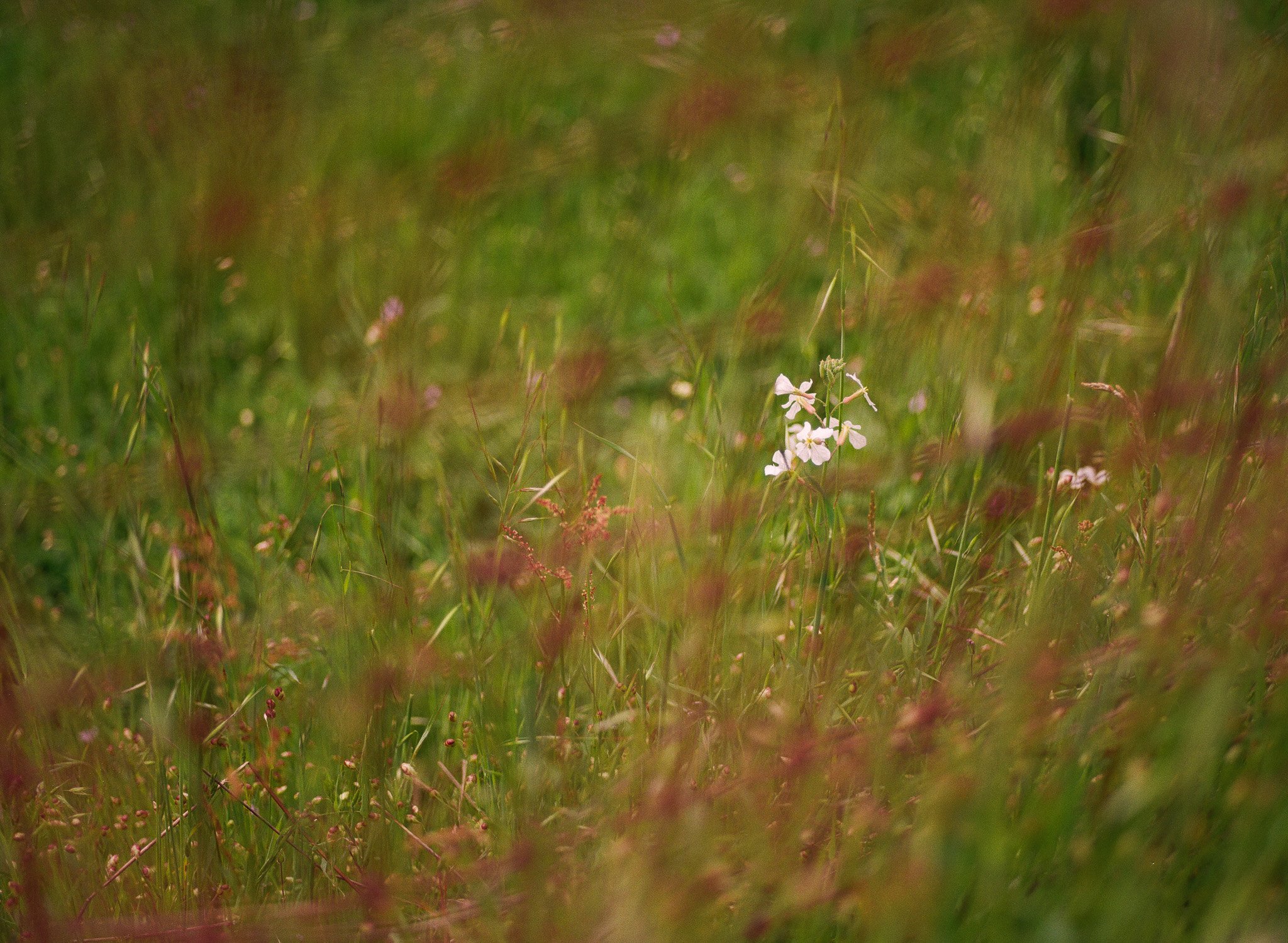 250417 Film Medium Format Sebastopol Retreat 11.jpg