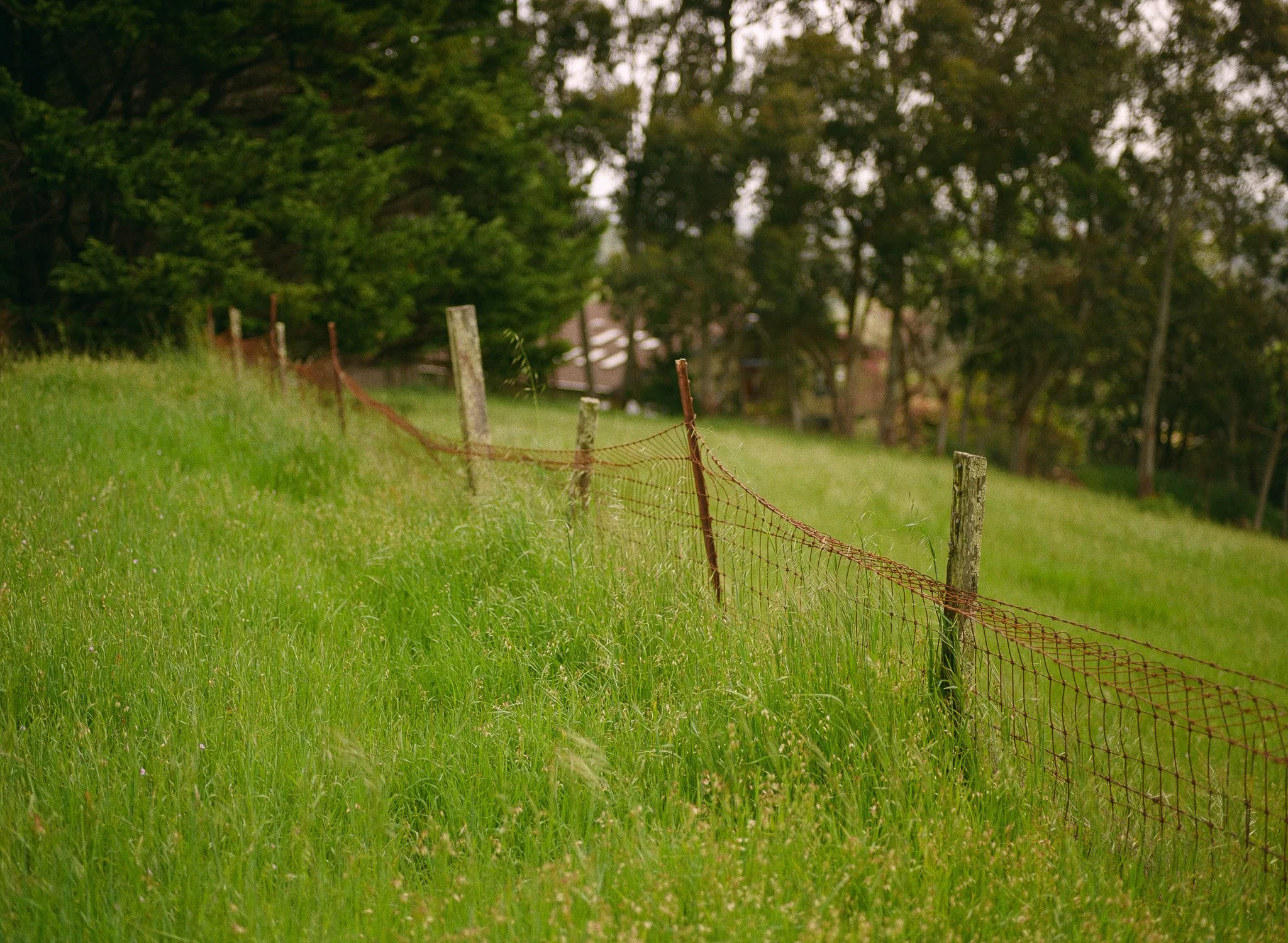 250417 Film Medium Format Sebastopol Retreat 6.jpg