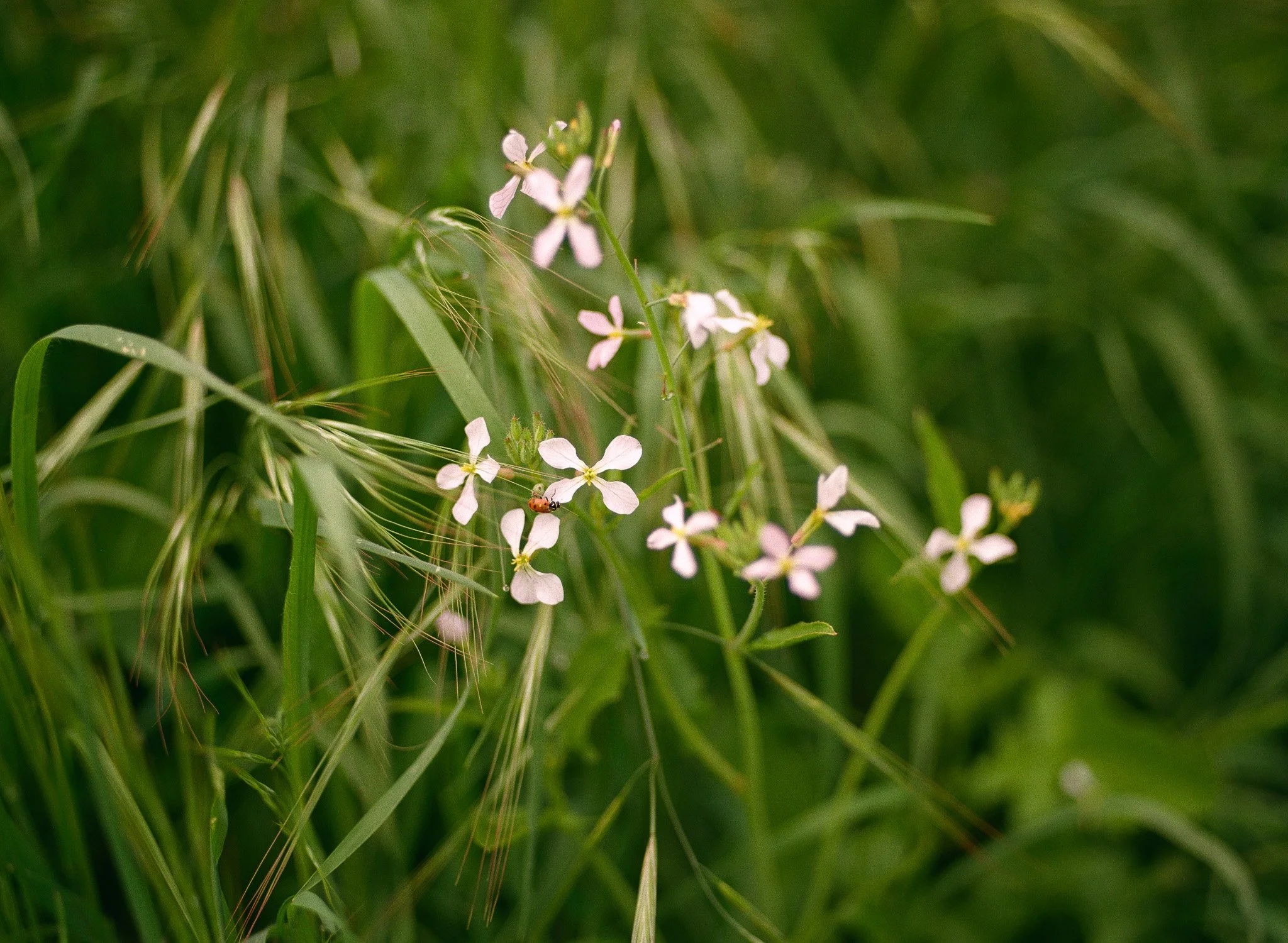 250417 Film Medium Format Sebastopol Retreat 8.jpg