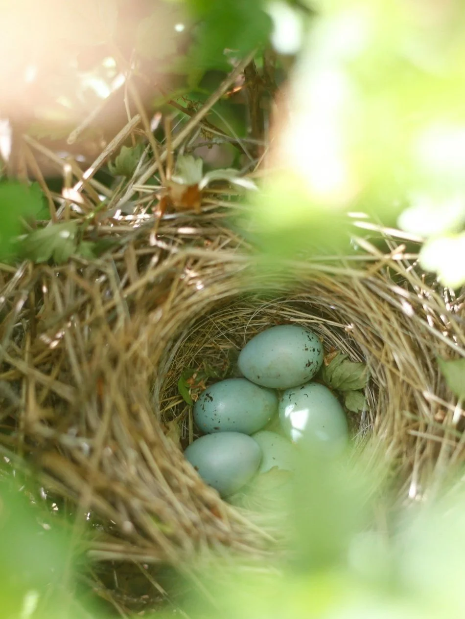 Photo of a Birds nest with blue eggs surrounded by greenery and sunlight. Representing care and warmth at NeuroNest Occupational Therapy