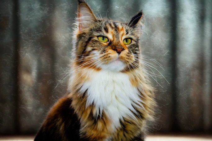 ✨ Nika &ndash; K&ouml;nigin des Balkons, H&uuml;terin der Hausordnung.
Ihre Majest&auml;t w&uuml;nscht keinen Applaus &ndash; nur Snacks. 🐾👑
#QueenNika #FluffWithAttitude #MajesticCat #SamtpfoteMitStil #Katzenliebe