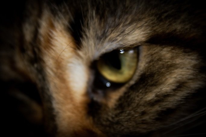 Augen, die mehr erz&auml;hlen als Worte. 🐾✨
Mit der flauschigen Nika und ihrem magischen Sidekick durch den Alltag.
K&ouml;nigin des Sofas und Herrin meiner Welt &ndash; mit einem Blick, der alles sagt. 💫🦄💛
#catlove #mainecoon #katzenblick #felln