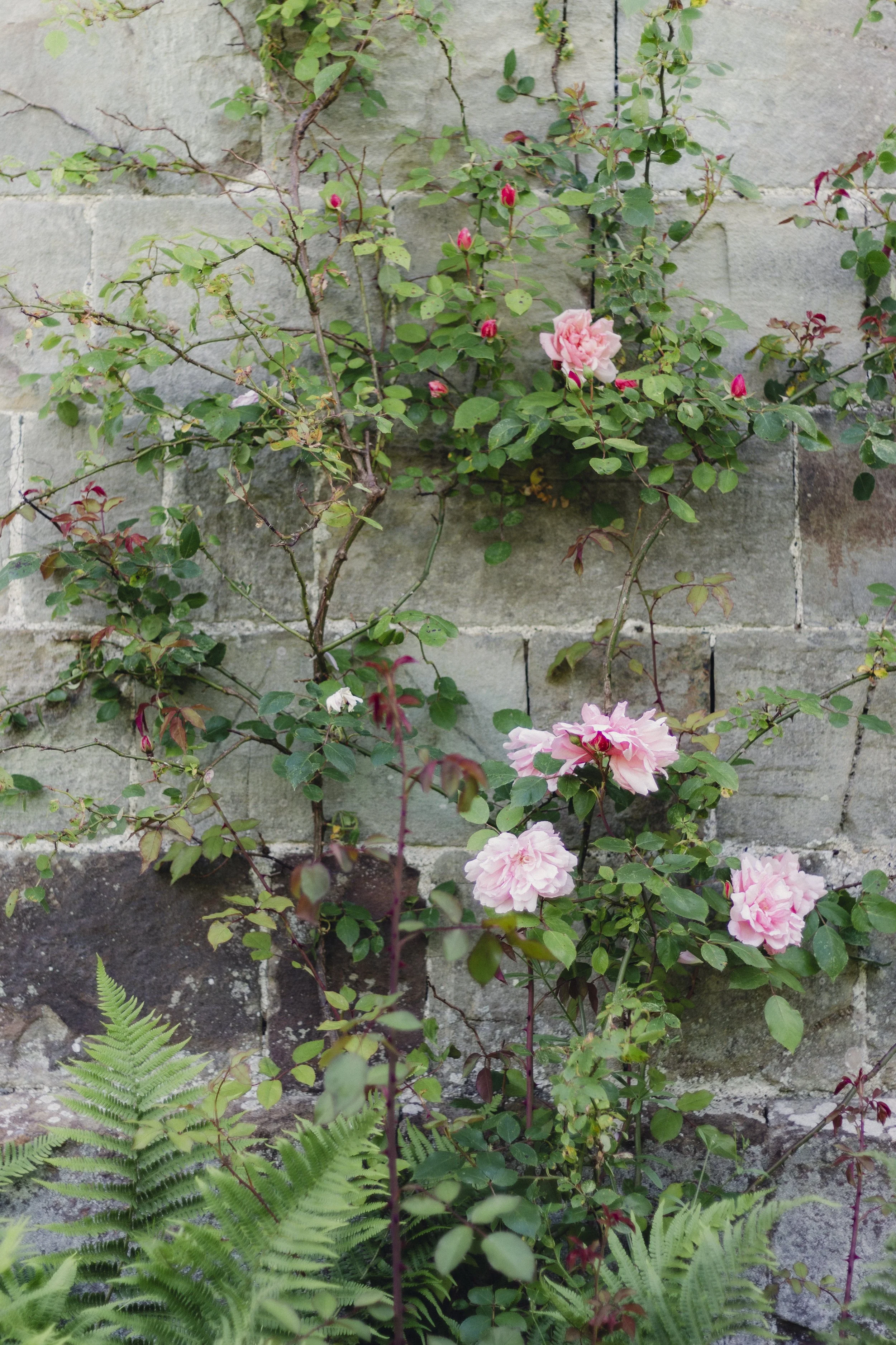 Brook Aurora - Albro Castle.jpg