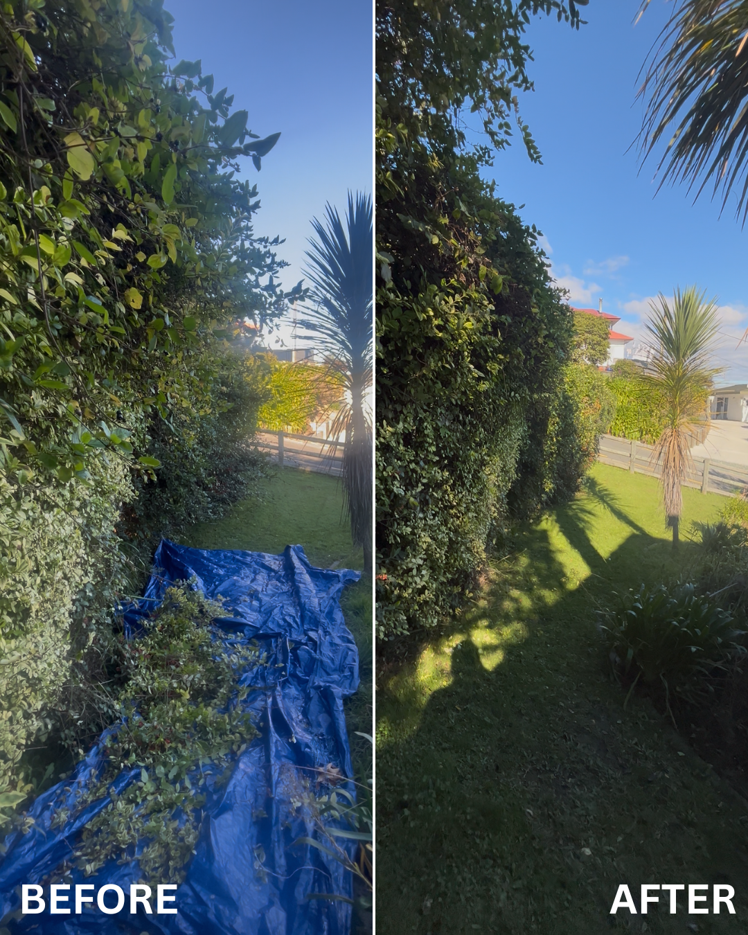 Comparison of a garden area before and after cleaning; the left shows overgrown bushes and a blue tarp on the ground, while the right shows a tidy, cleared garden with trimmed bushes and no tarp.