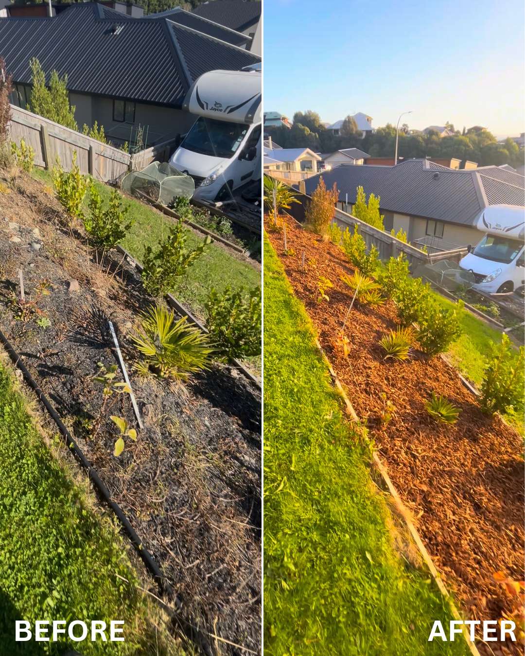 Comparison photo showing a garden before and after landscaping work. The 'Before' side has sparse, patchy plants with dry soil, while the 'After' side has lush, evenly mulched soil with healthy, well-spaced plants. A residential area with houses and