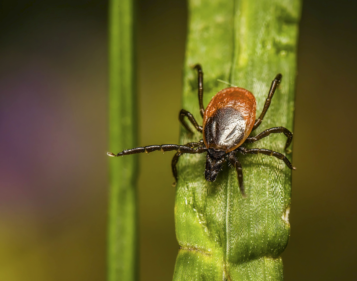 March(ing) of the Ticks