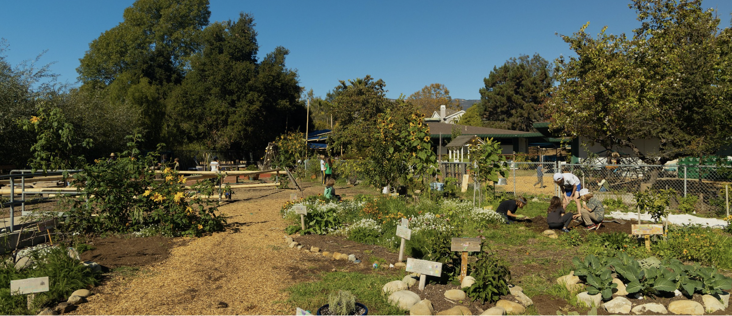 People gardening and harvesting plants in a community garden on a sunny day, surrounded by trees and residential houses.