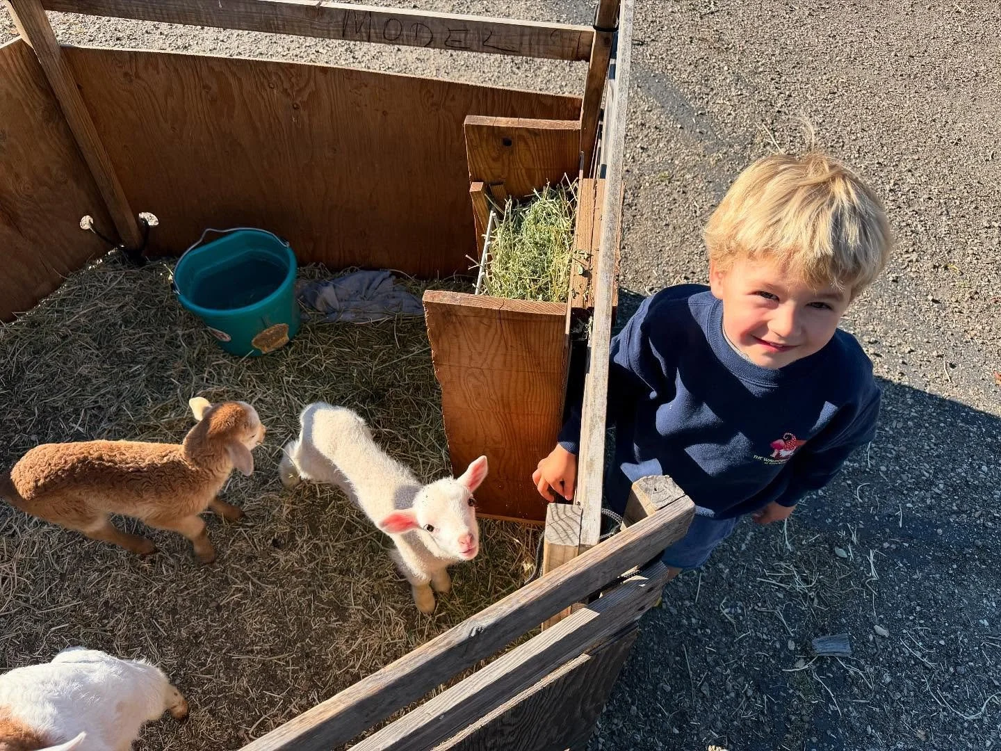 A young boy with blonde hair leaning over a wooden pen containing baby goats, including a white goat with pink ears, a brown goat, and other goats. The pen has hay, a blue water bucket, and a wooden feeder with hay. The boy is outdoors on a gravel su