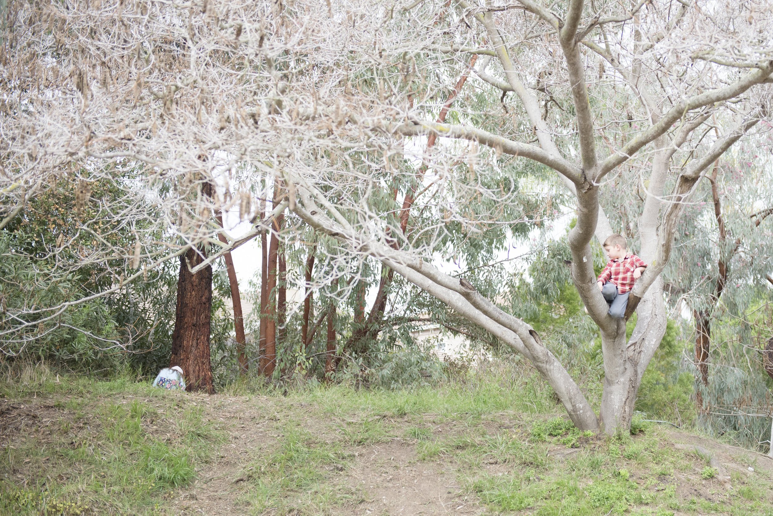 A young boy sitting in a tree in a natural park setting with overcast sky, surrounded by autumn foliage and grass.
