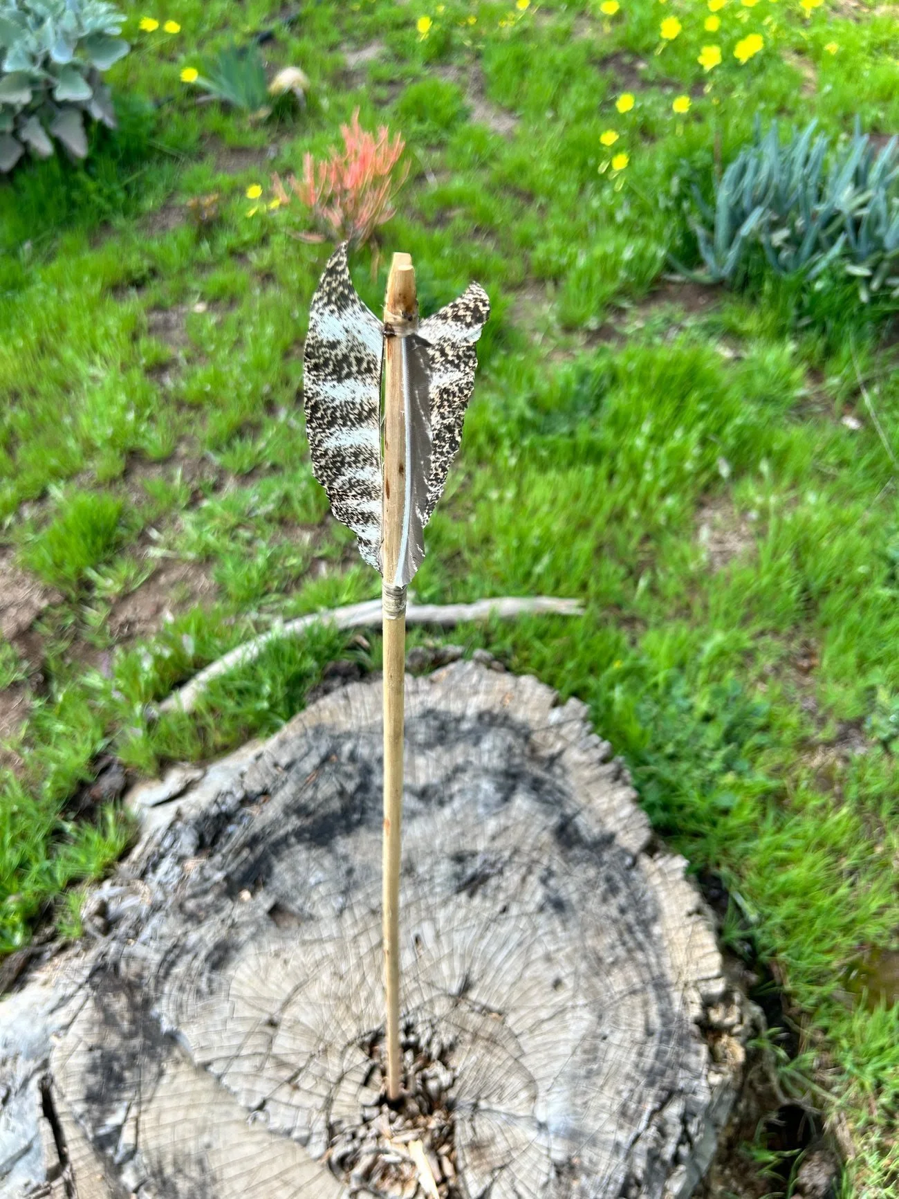 Close-up of a butterfly with black and white patterned wings perched on a small stick inserted into a tree stump in a garden with green grass and yellow flowers.