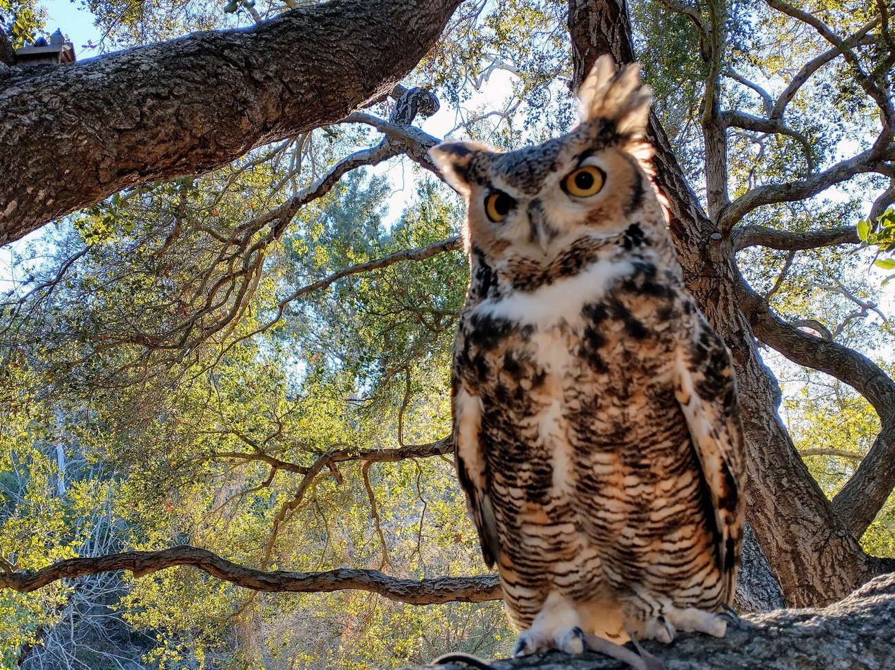 Close-up of a great horned owl perched on a tree branch, with a background of green leaves and a clear blue sky.
