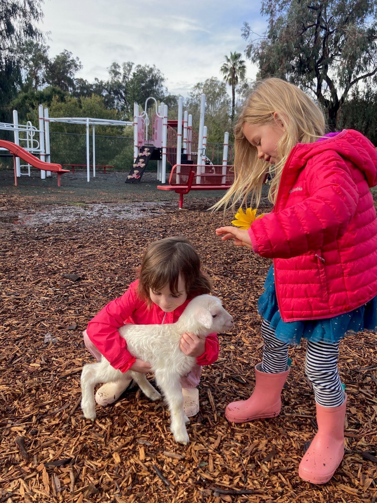 Two young girls, one with blonde hair and the other with brown hair, are at a playground with a small white goat. The blonde girl is offering a yellow flower, while the other girl is holding the goat.
