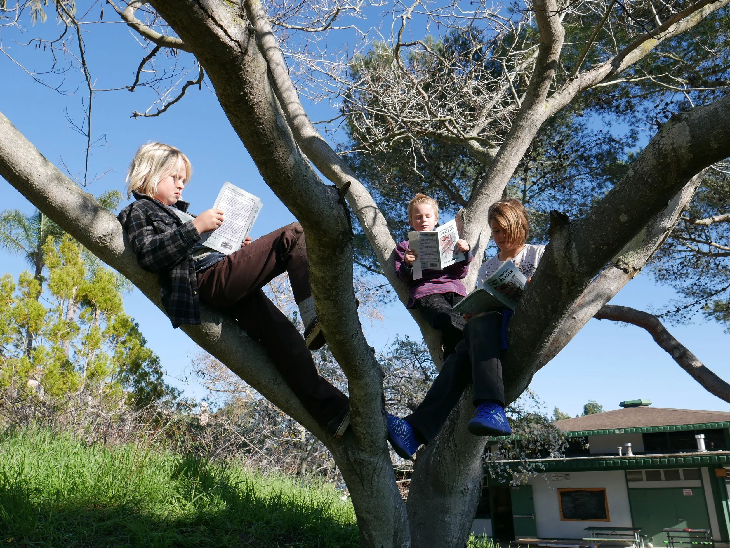 Three children sitting on tree branches reading books outdoors on a sunny day.