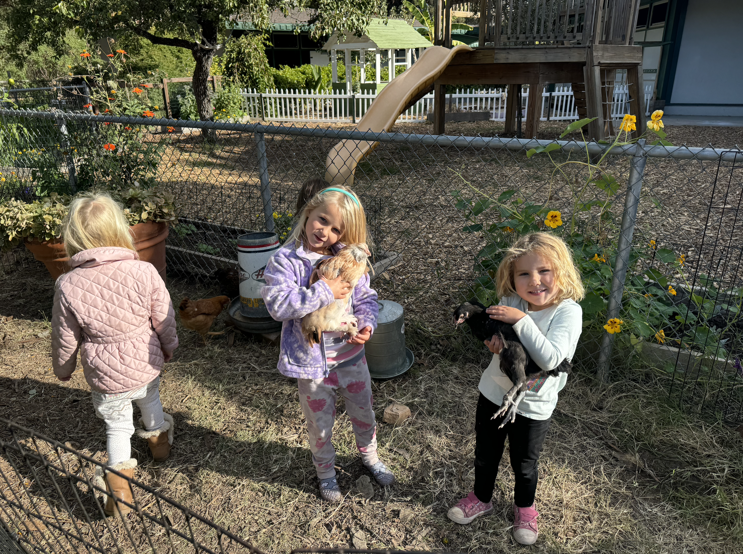 Three young girls in a fenced garden area holding chickens, with a playground slide and flowers in the background.