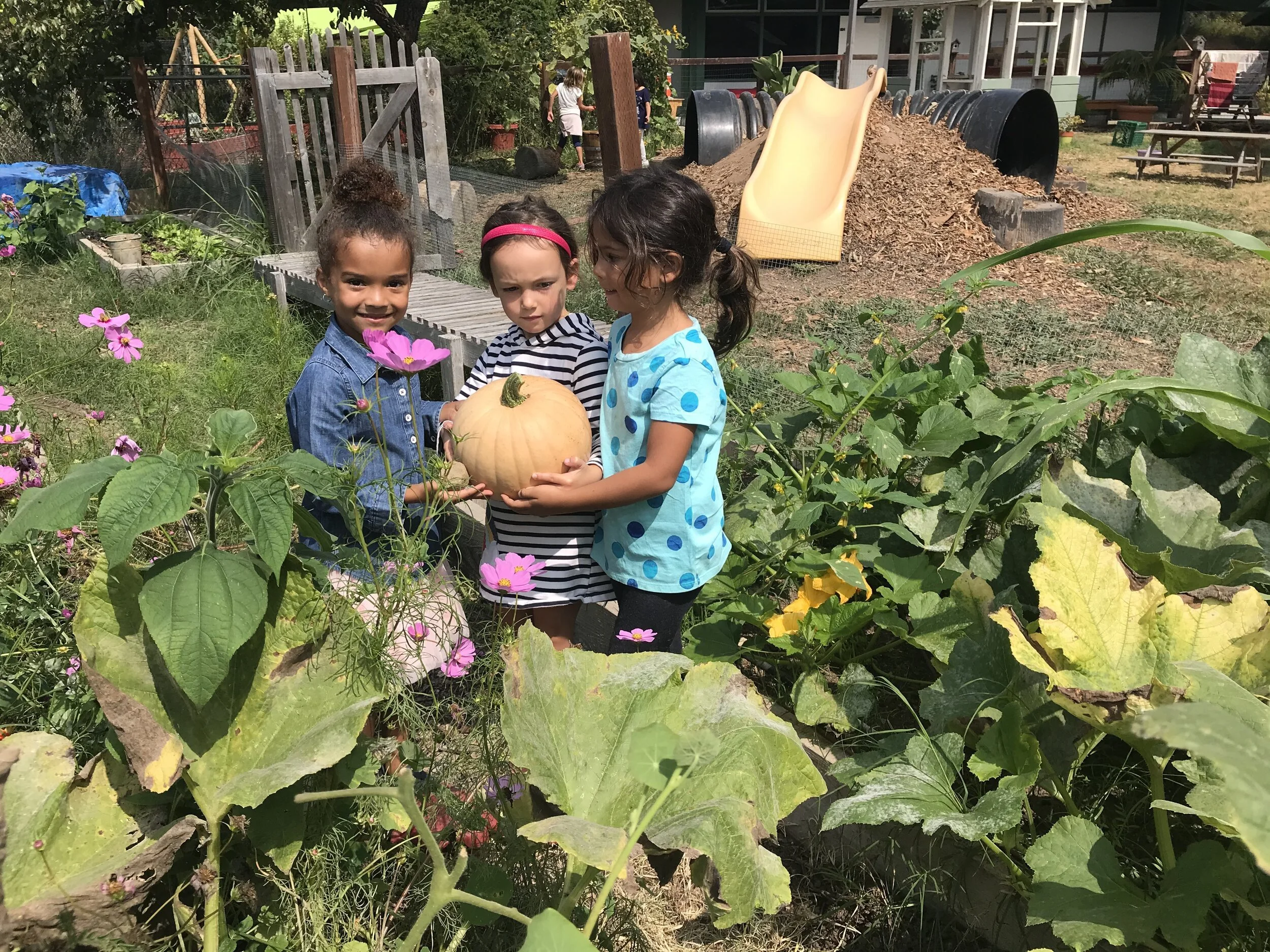 Three young girls holding a pumpkin together in a garden with pink flowers, large green leaves, and a playground in the background.