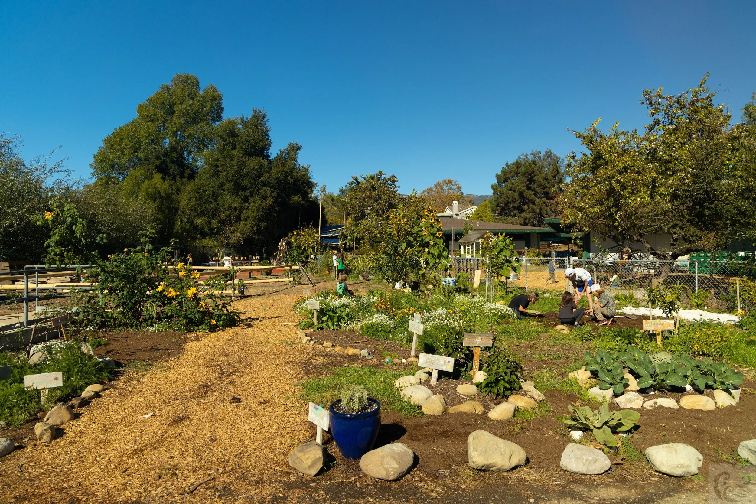 A community garden with people tending to plants and flowers on a sunny day, surrounded by trees and residential houses.