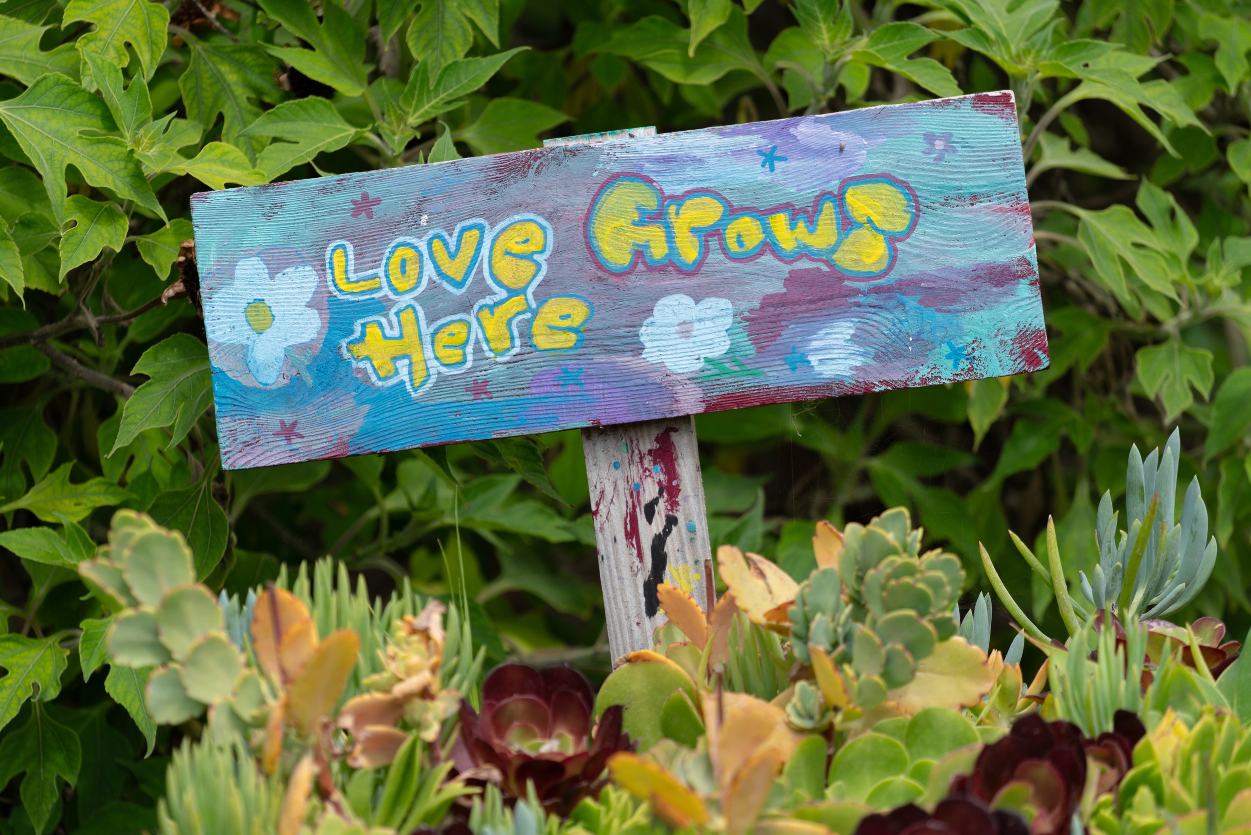 Colorful wooden garden sign with the message 'Love Grows Here' written in yellow and purple, surrounded by plants and succulents.