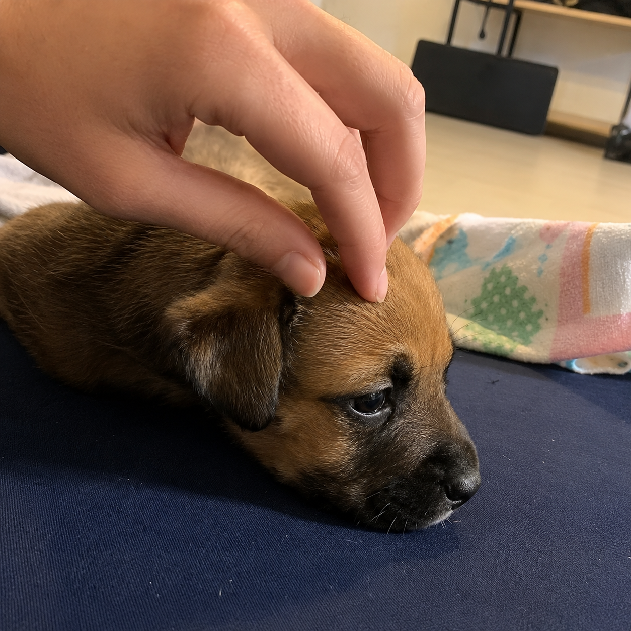 A person gently petting Furidian dog as a small brown puppy with black markings, lying down on a dark surface. The puppy appears relaxed and is resting its head on the surface.