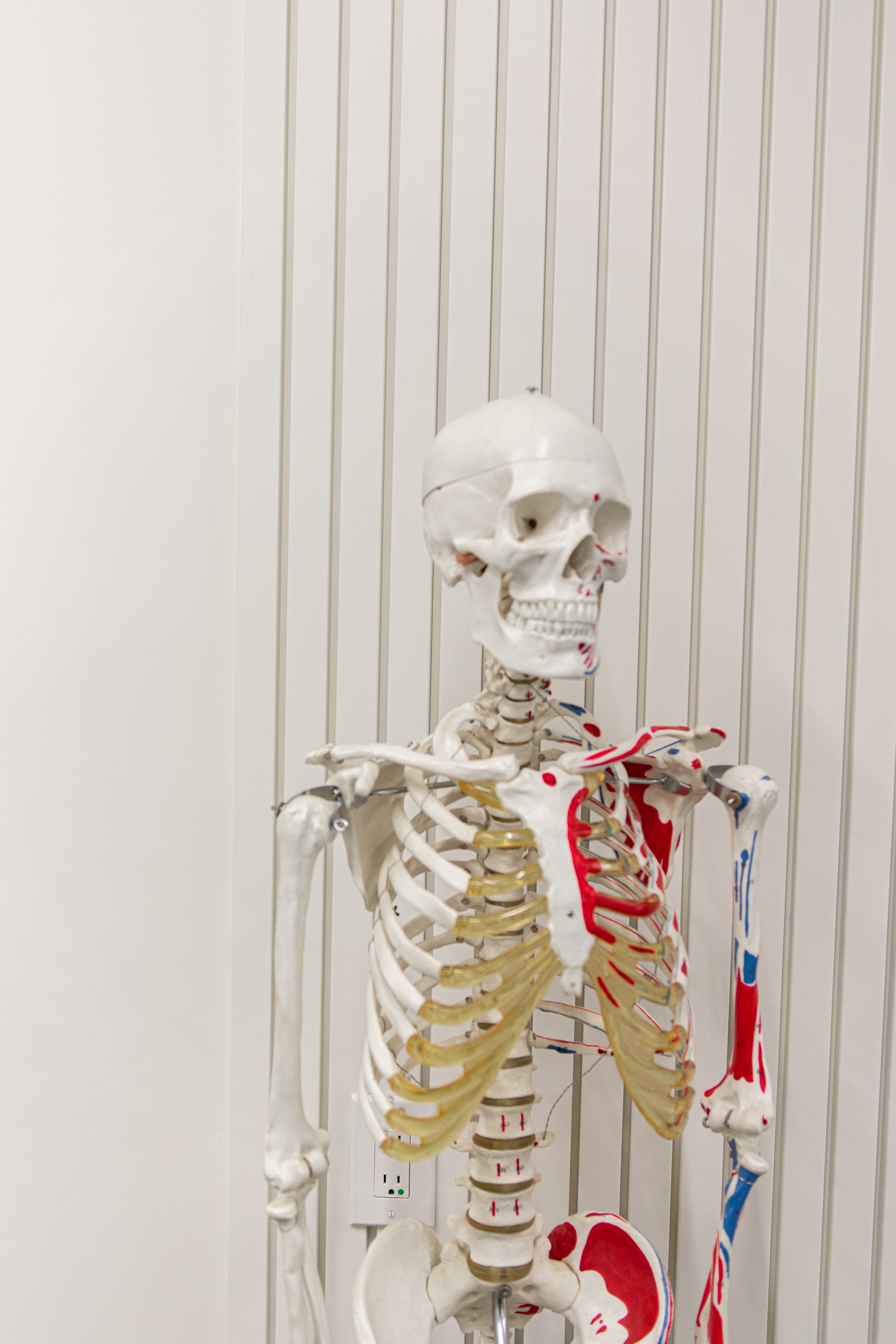 A human skeleton model with some bones painted in red, blue, and yellow, standing against a white panel wall.