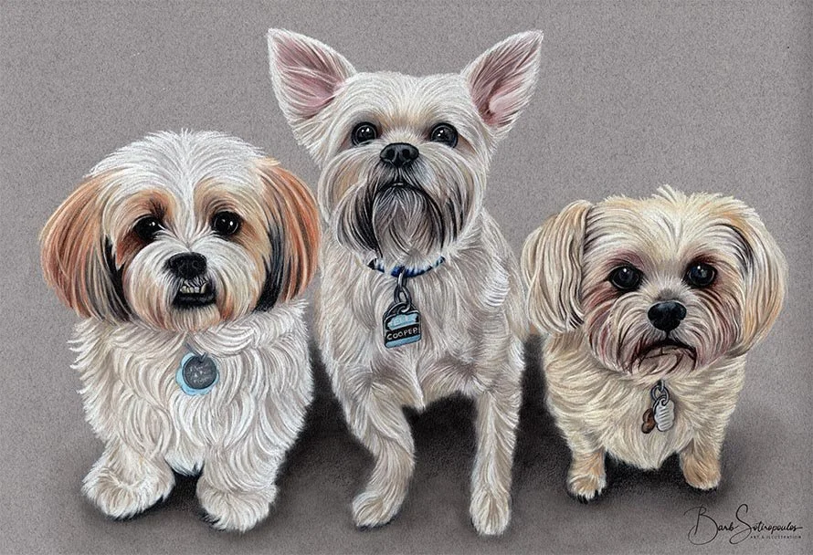 Three small dogs sitting on a gray background, facing forward. All have fluffy, light-colored fur and are wearing collars with tags.