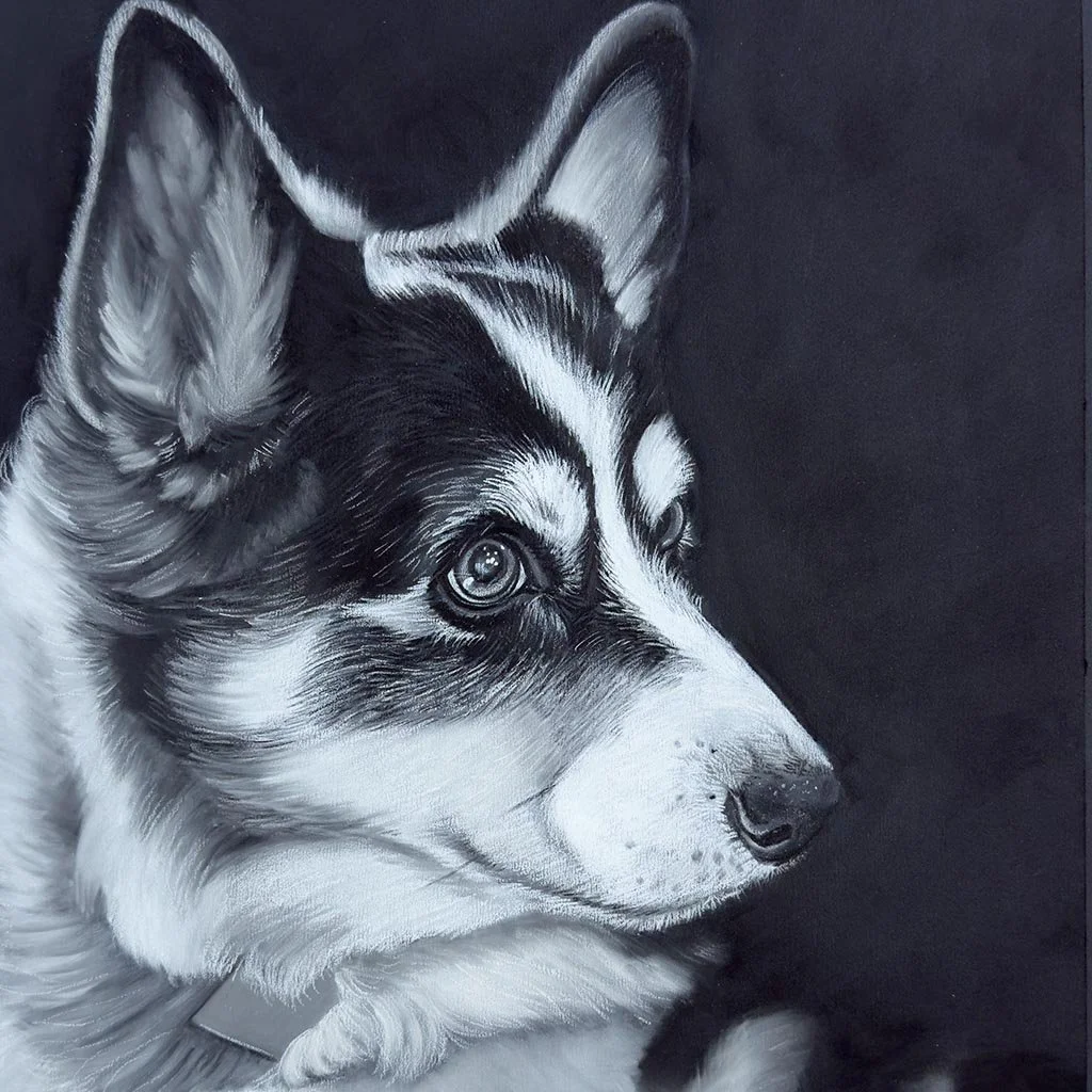 Black and white painting of a Corgi dog with pointed ears, detailed fur, and expressive eyes, facing to the right against a dark background.