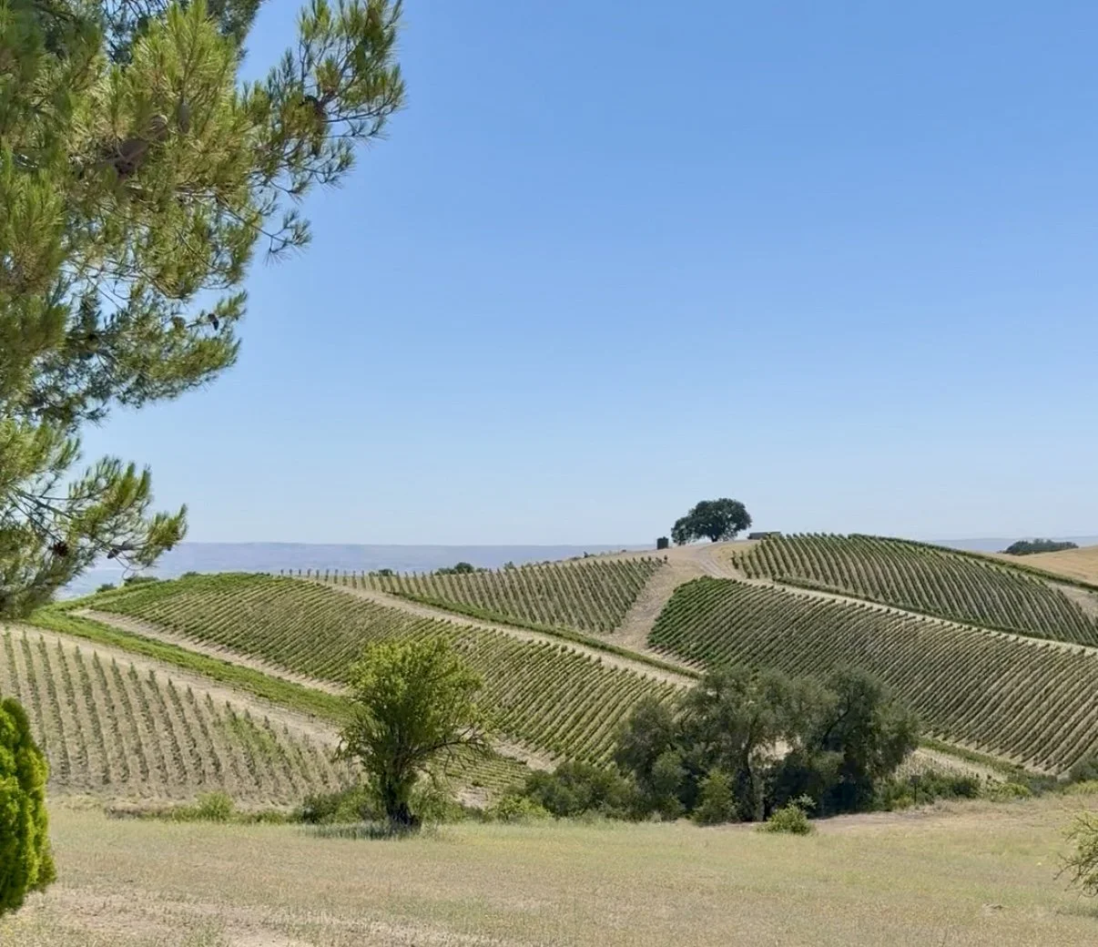 The “Greek Guys” of Paso Robles, CA