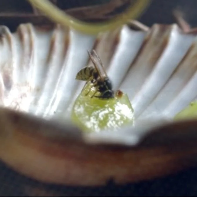 prédateur des abeilles 