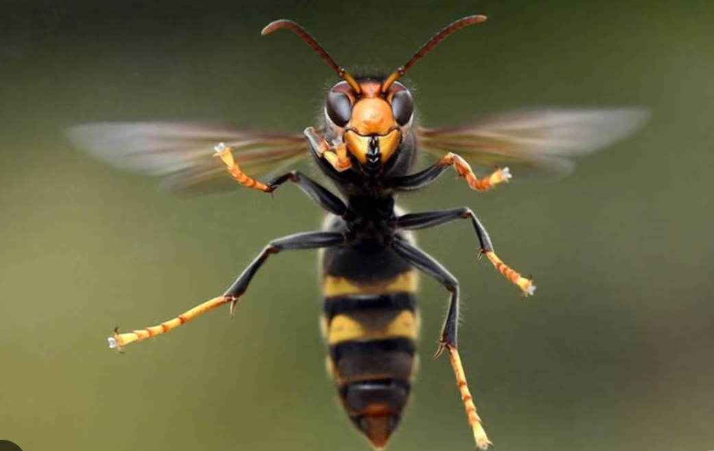      

 
     🐝 Frelon asiatique : agir avec discernement    Le frelon asiatique (Vespa velutina nigrithorax) se distingue du frelon européen principalement  par l’extrémité jaune de ses pattes et une bande orangée sur l’abdomen.  Désormais les frel