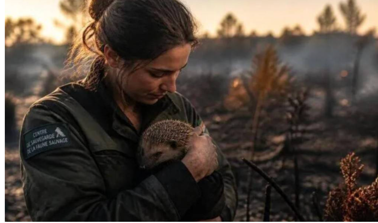 créer un dispositif national de sauvetage faune sauvage