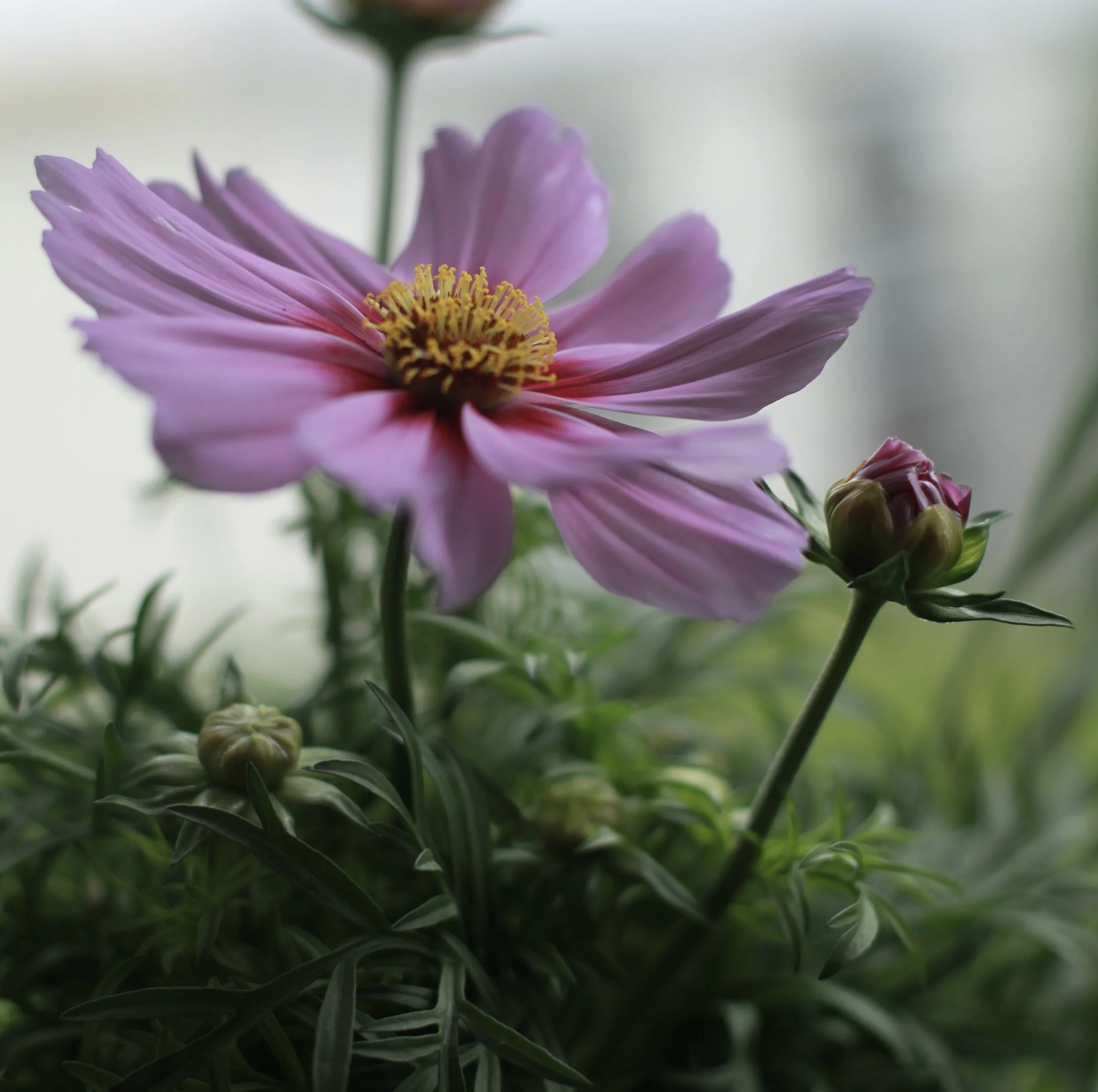 IMG_1802.jpeg