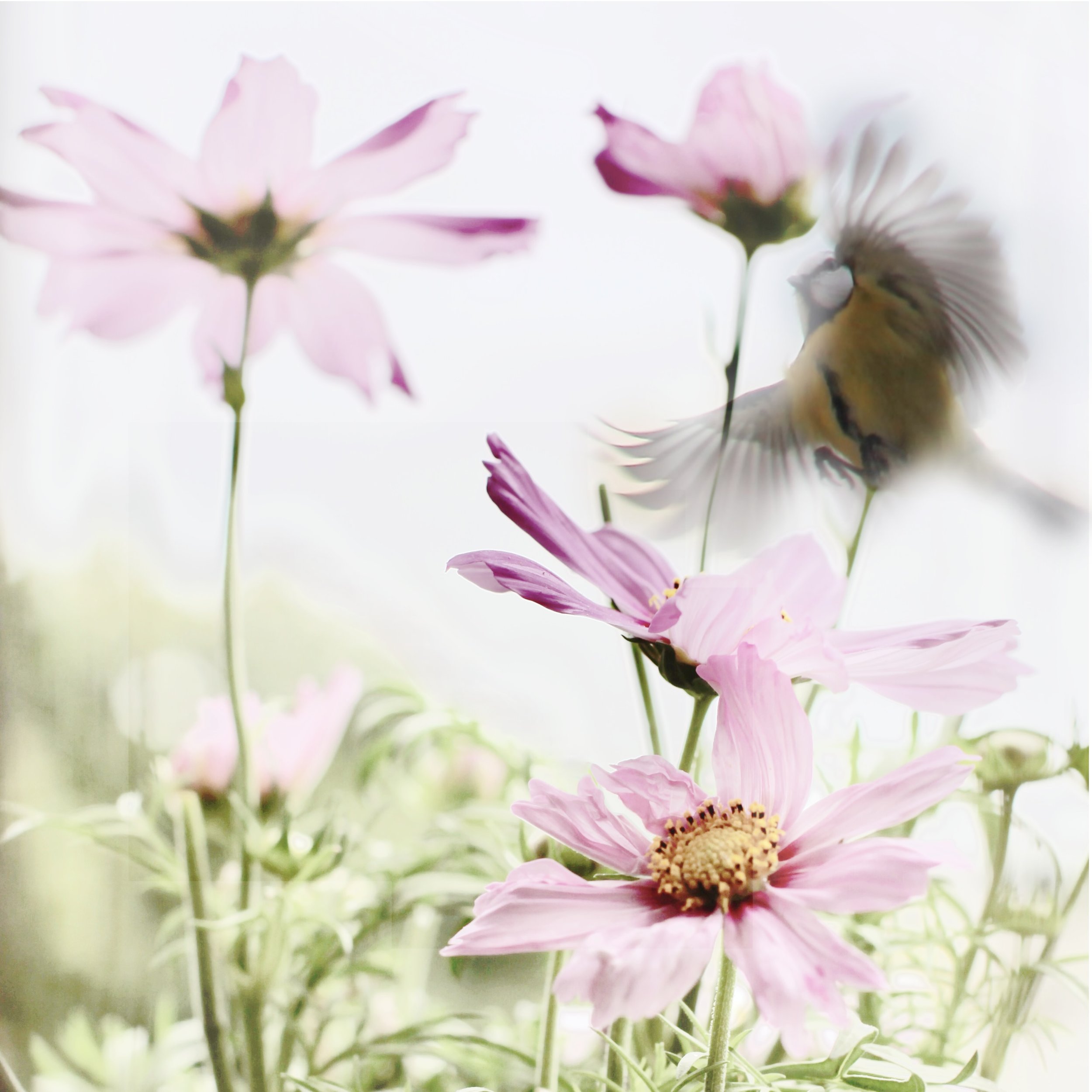 Interactivité du vivant