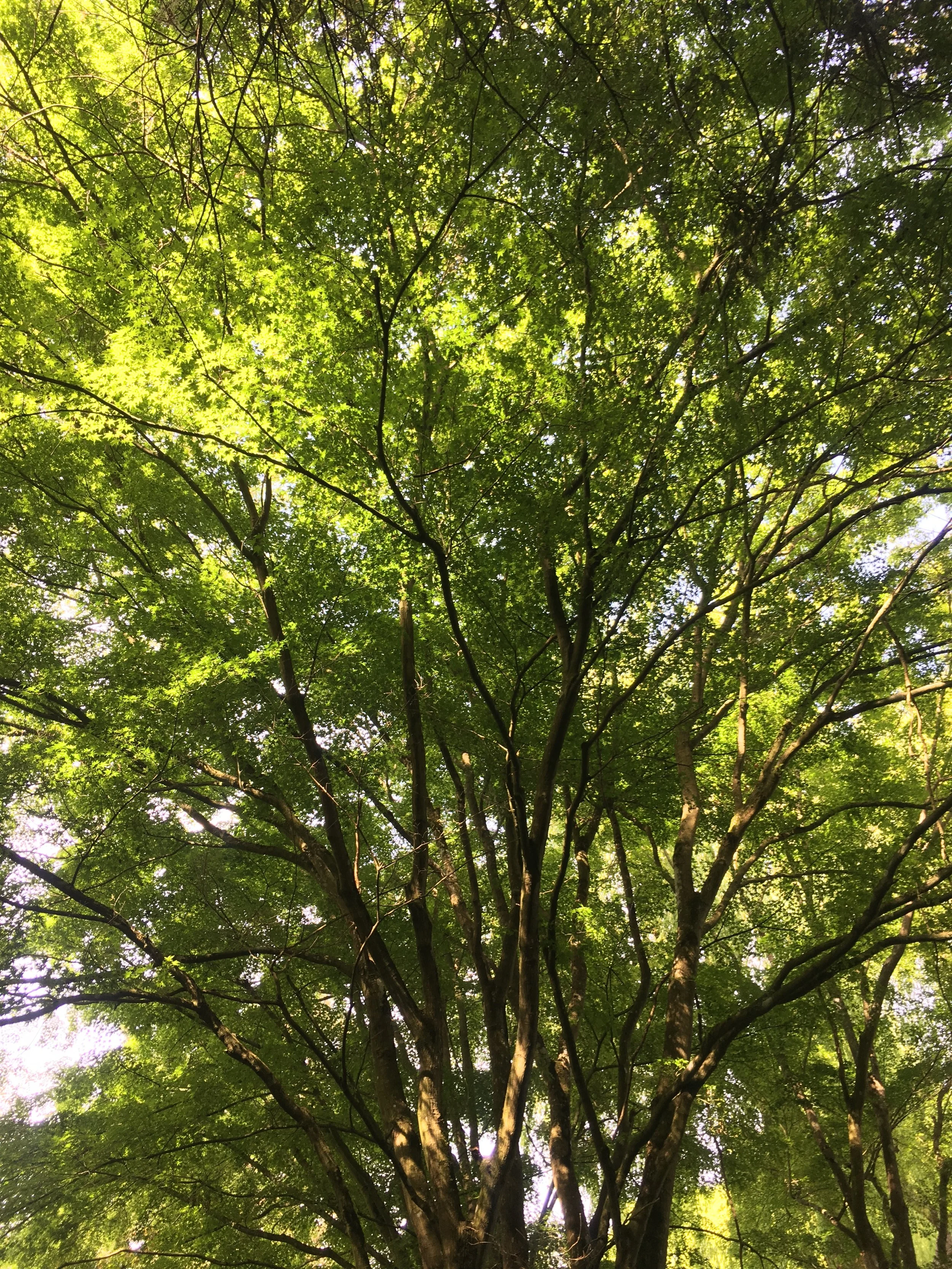 IMG_2243.jpeg
