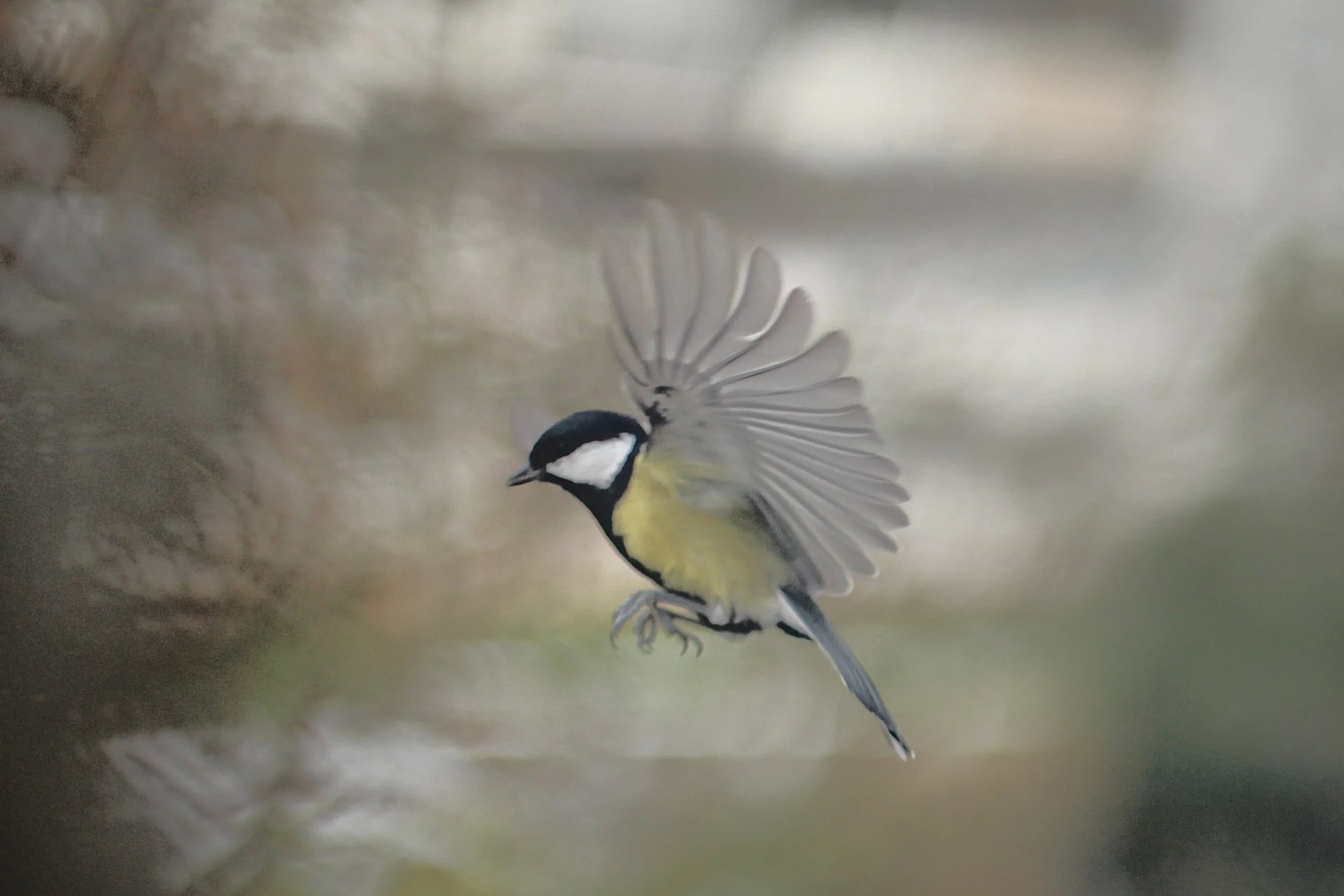 IMG_5177.jpeg