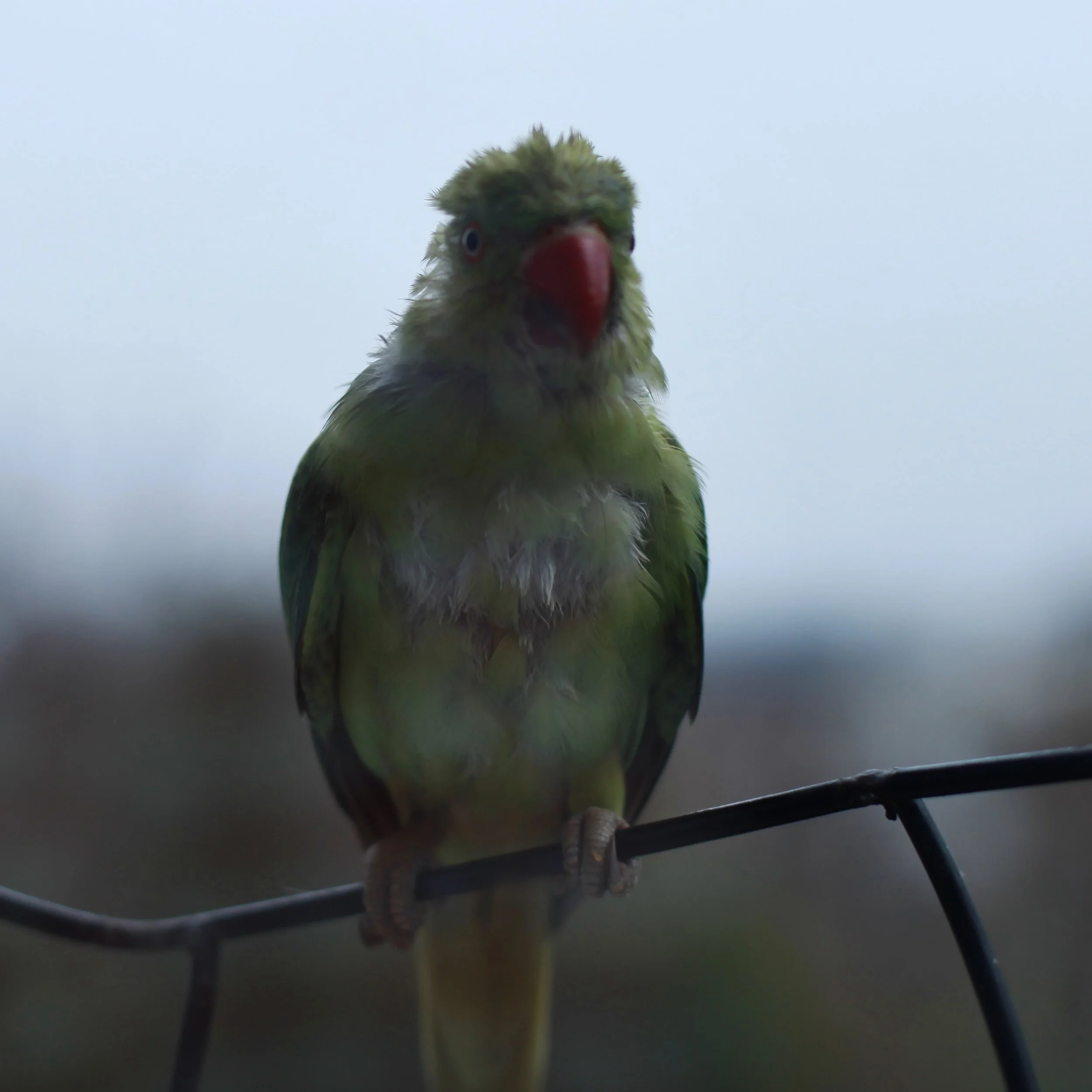 IMG_0171.jpeg