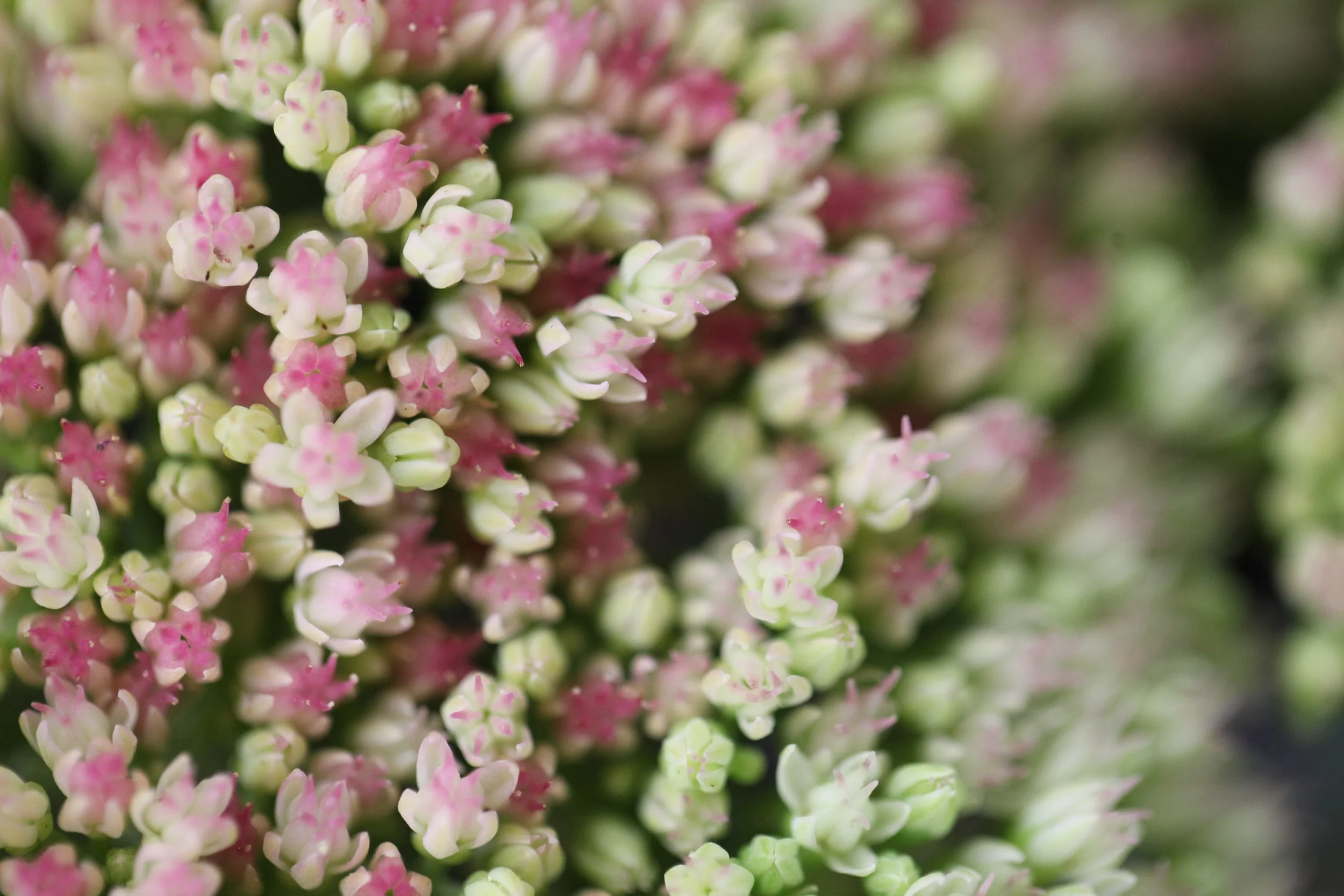 vert de rose