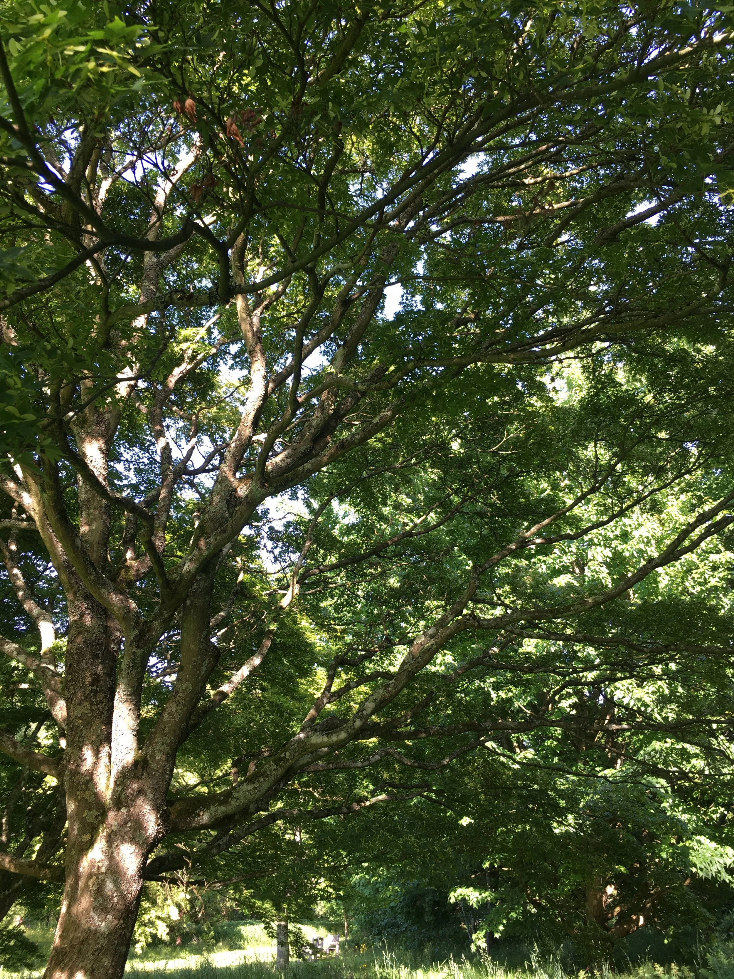 IMG_2264.jpeg