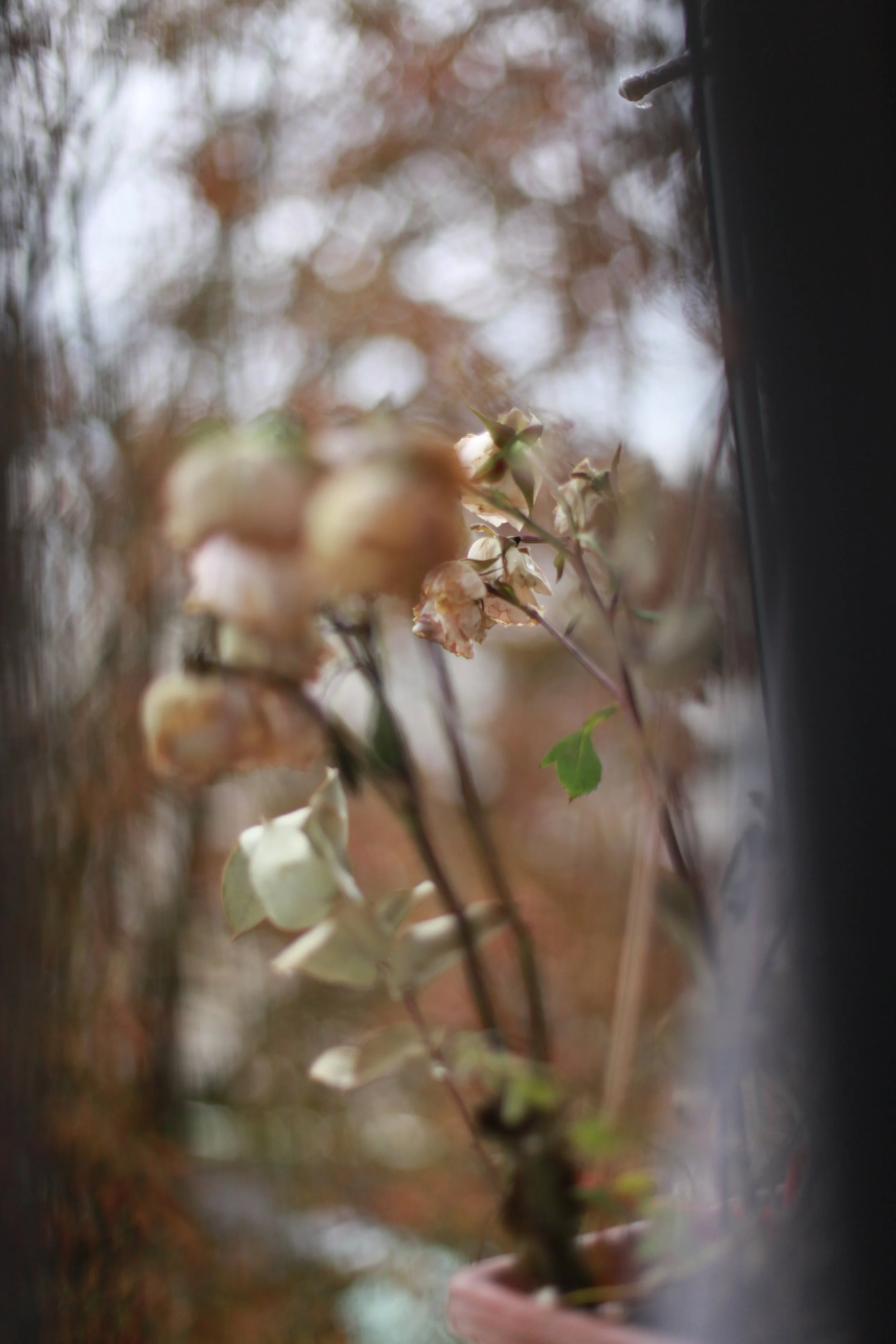 IMG_5161.jpeg