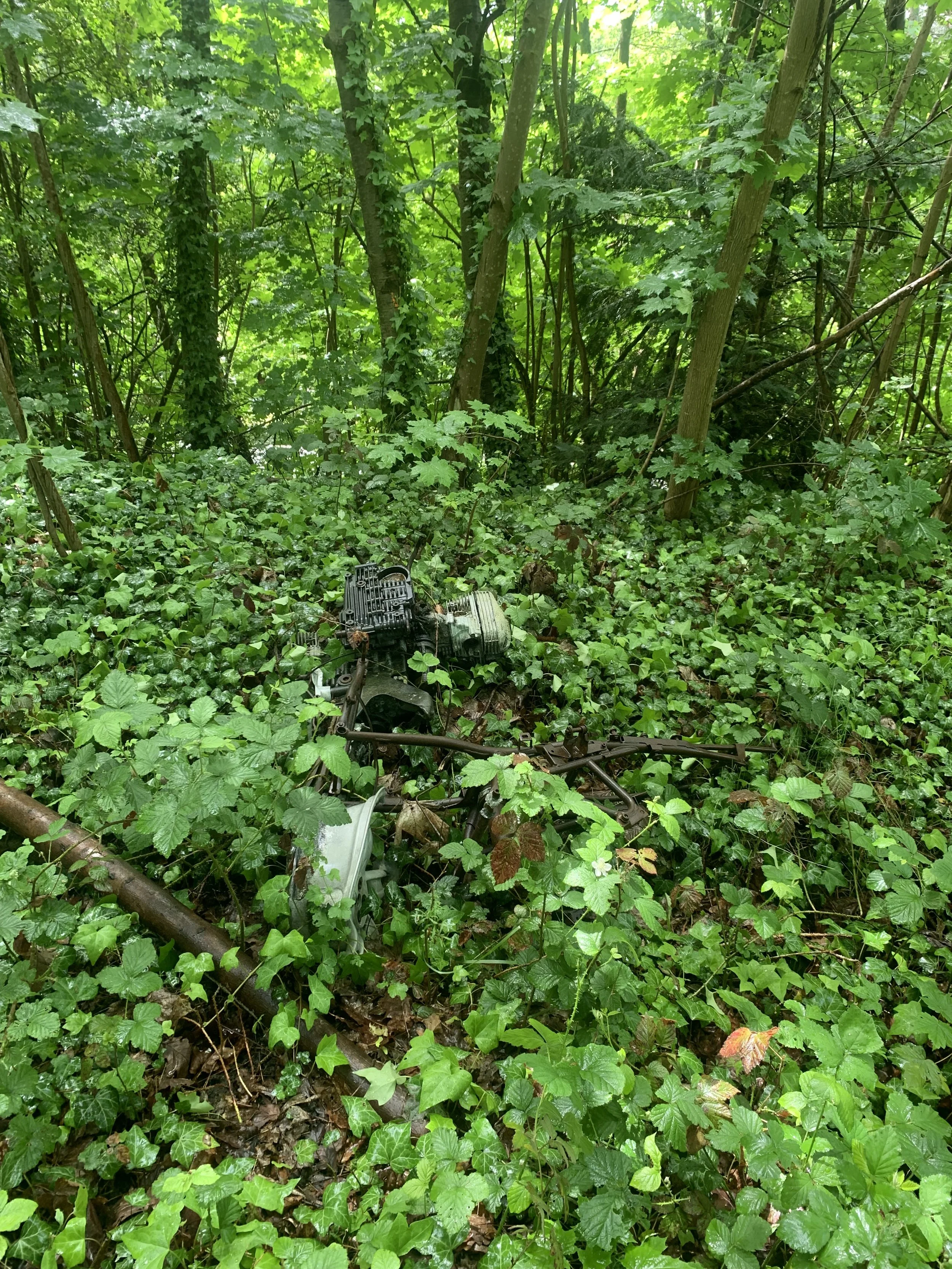 IMG_5031.jpeg
