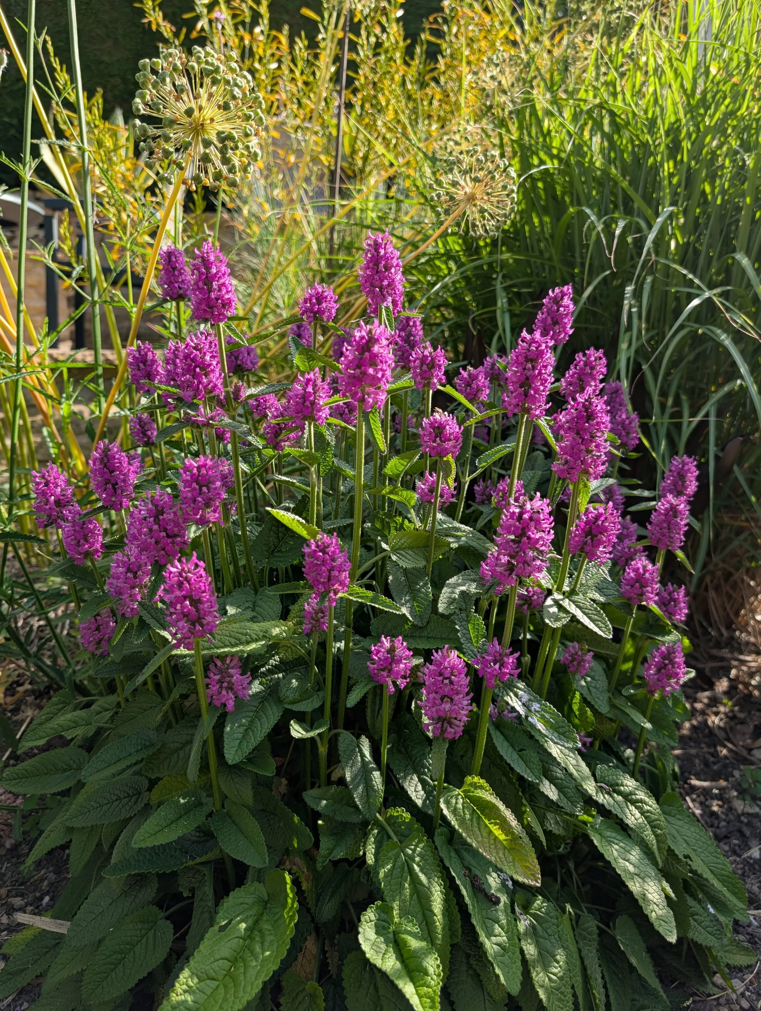 PXL_20250625_075028942.jpg