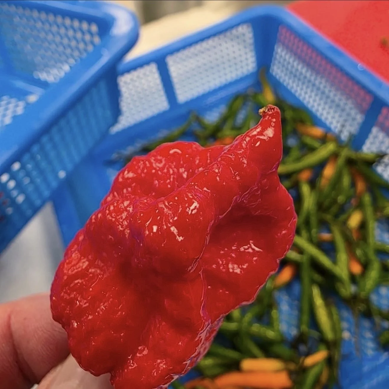 Close-up of a bright red, freshly picked chili pepper held by a hand, with a blue plastic basket containing more green and orange chili peppers in the background.
