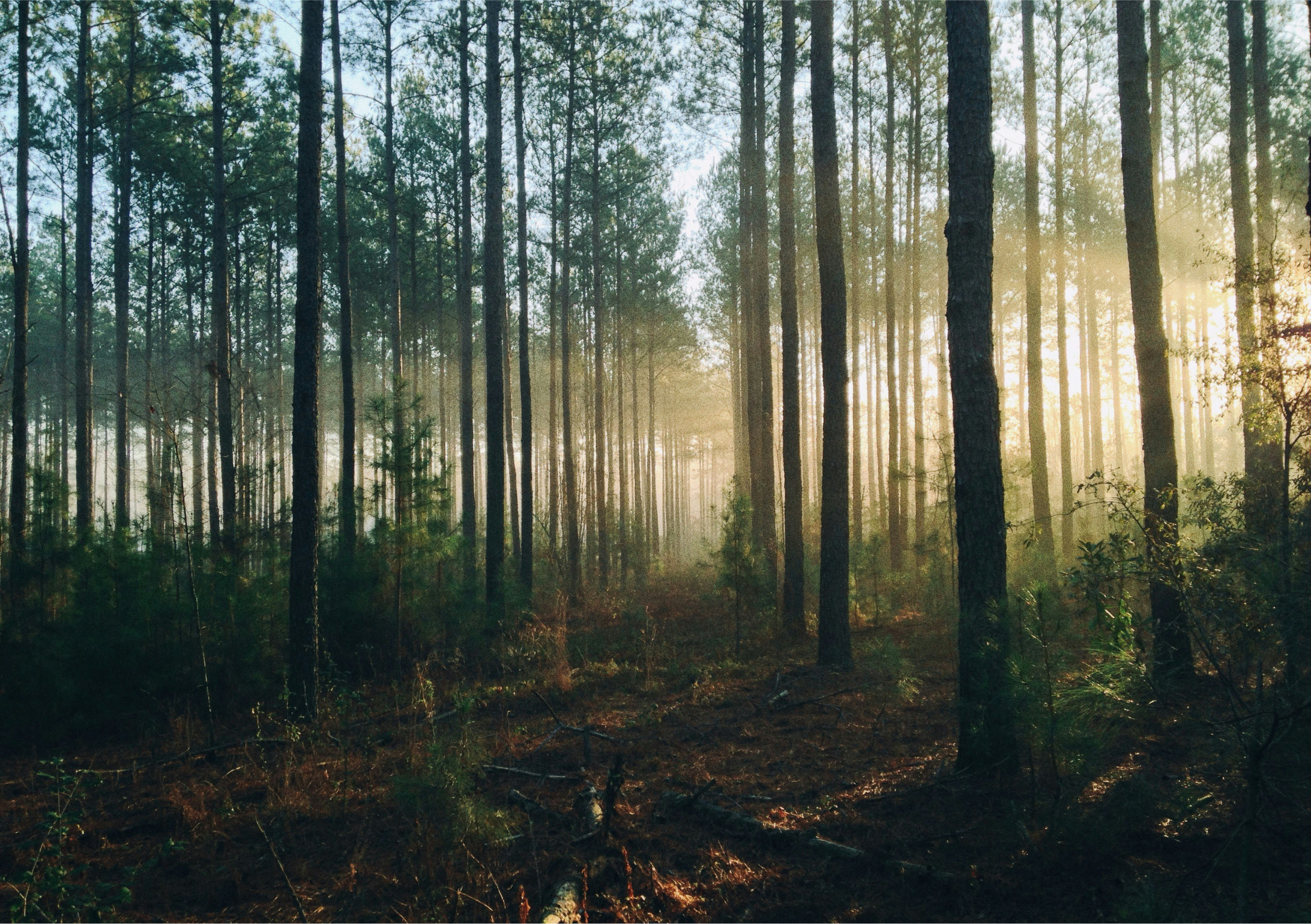 A broad lead pine forest at dawn with light bleeding through the mist.