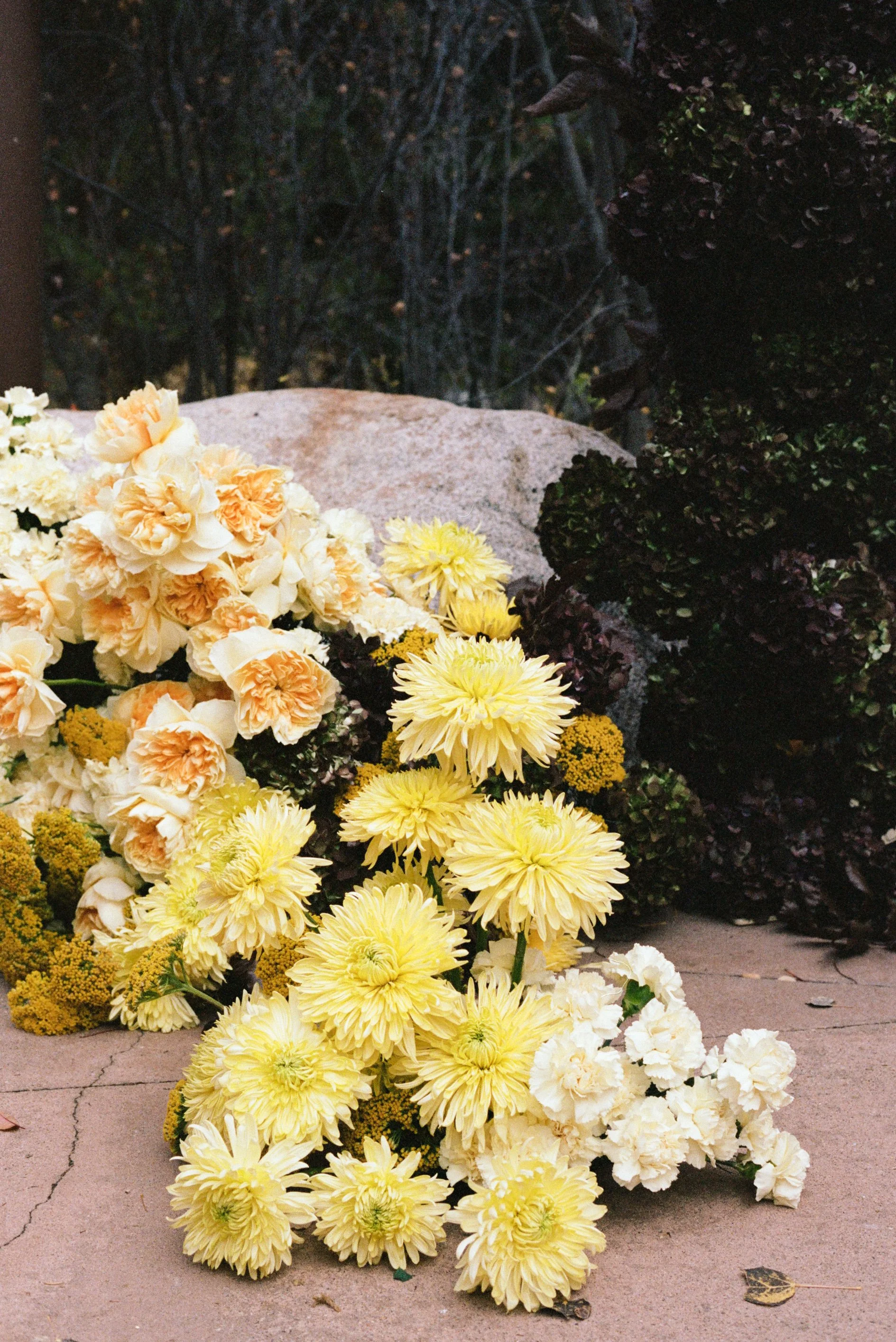 kodak_professional_portra_400_11_19_2024_000411210015.jpg