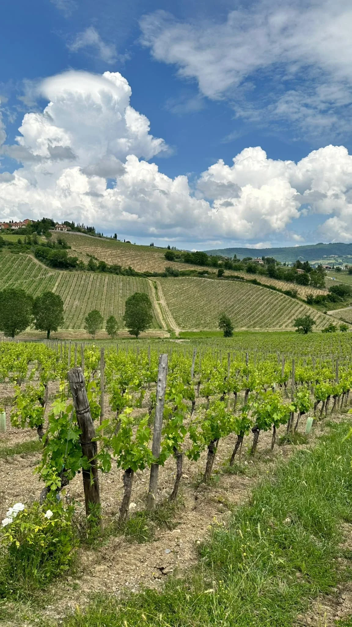 Vineyard with rows of grapevines on rolling hills under a partly cloudy sky.
